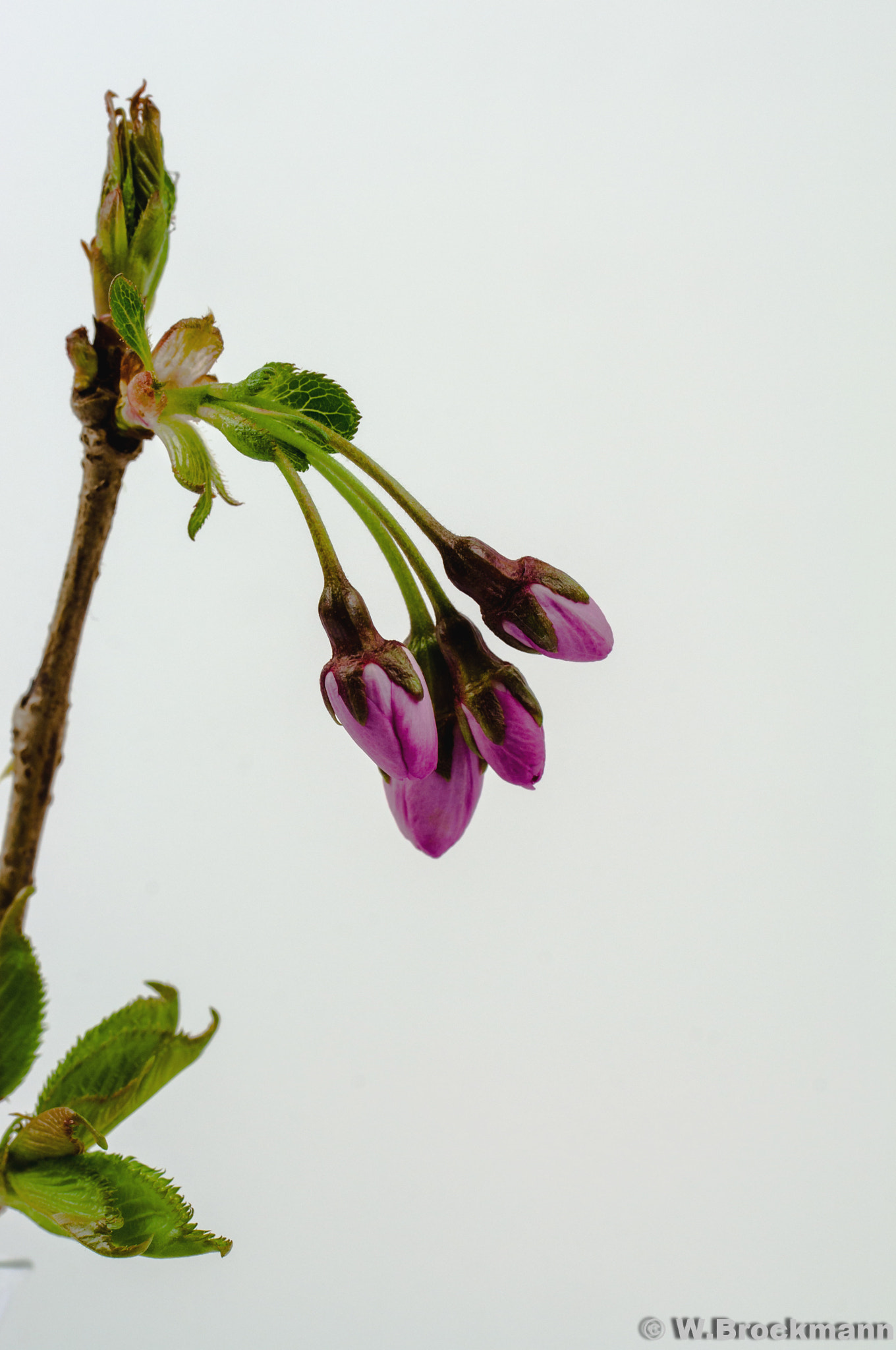 Nikon D5000 sample photo. Knospen photography