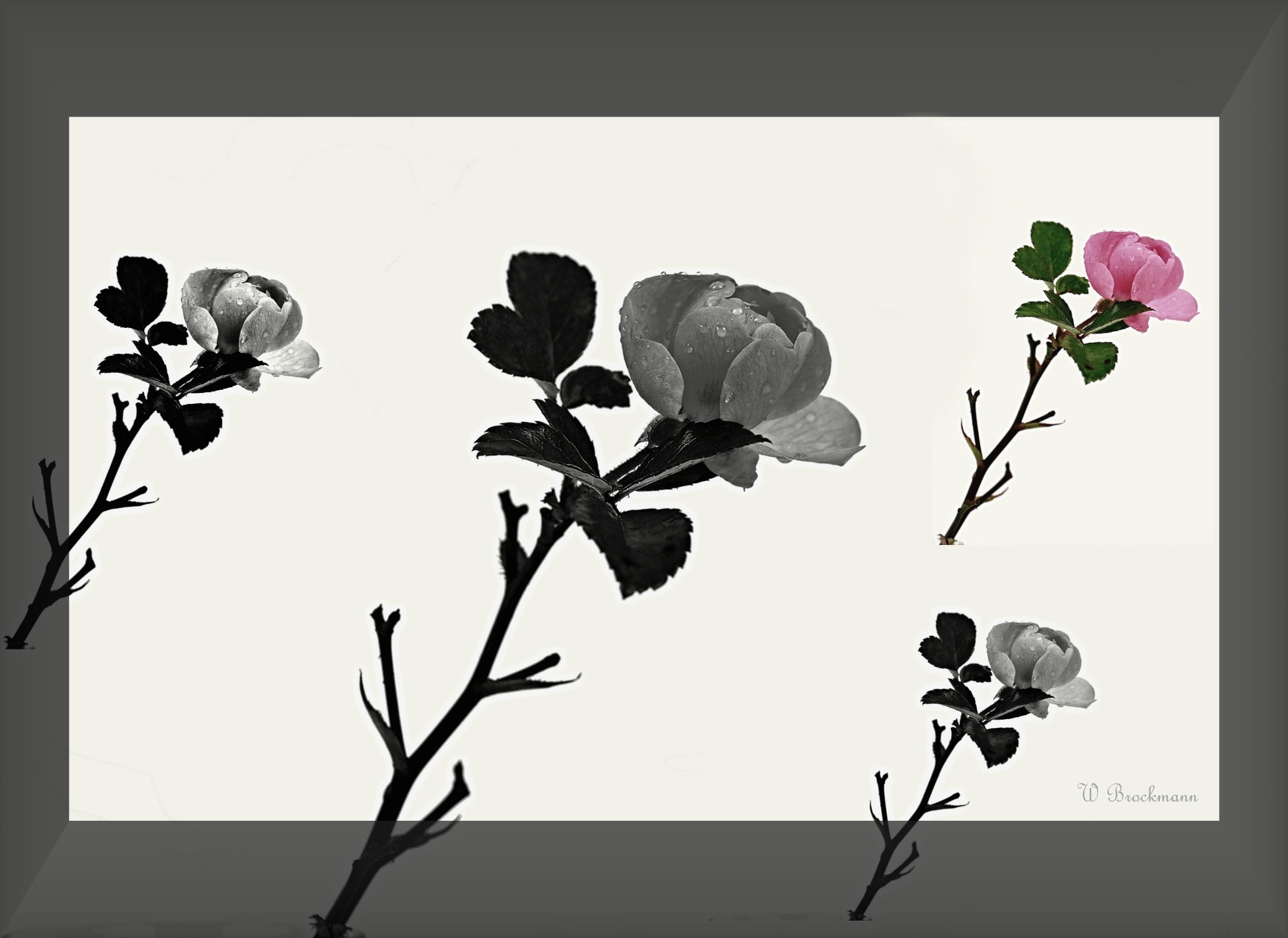 Nikon D5000 sample photo. Blumen/flower photography