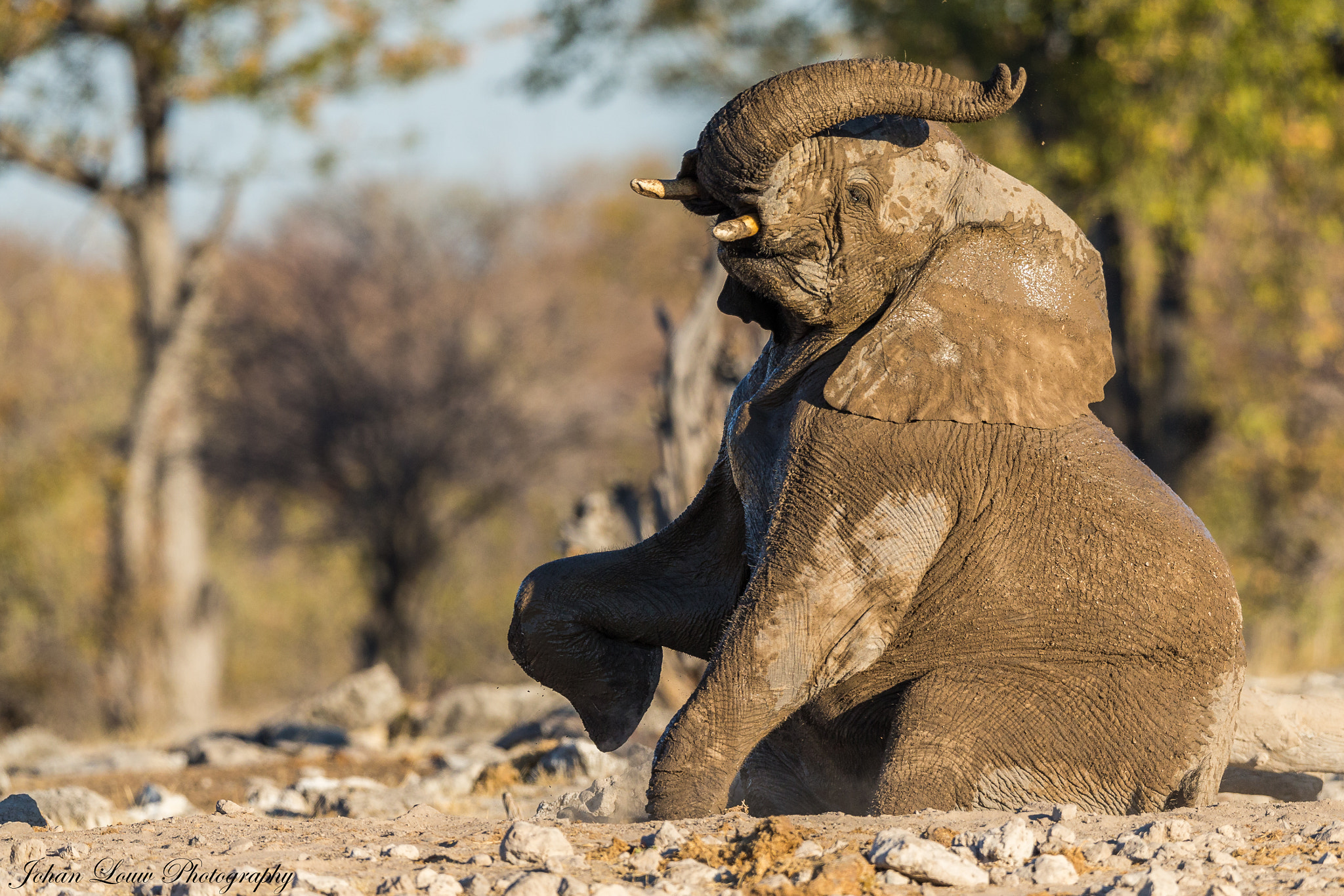 Canon EF 400mm F2.8L IS II USM sample photo. Elephant - posing. photography