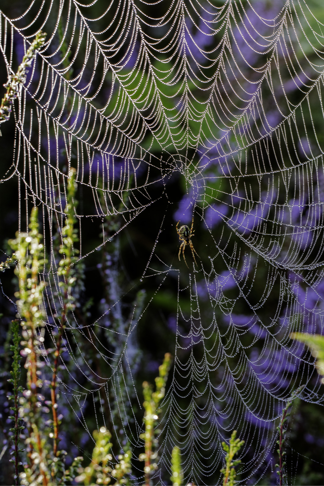Canon EF 100mm F2.8L Macro IS USM sample photo. Westruper heide photography
