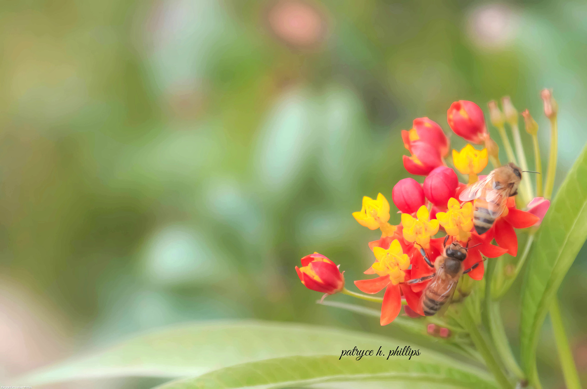 Pentax K-5 II + smc PENTAX-F 100-300mm F4.5-5.6 sample photo. The last two bumblebees photography