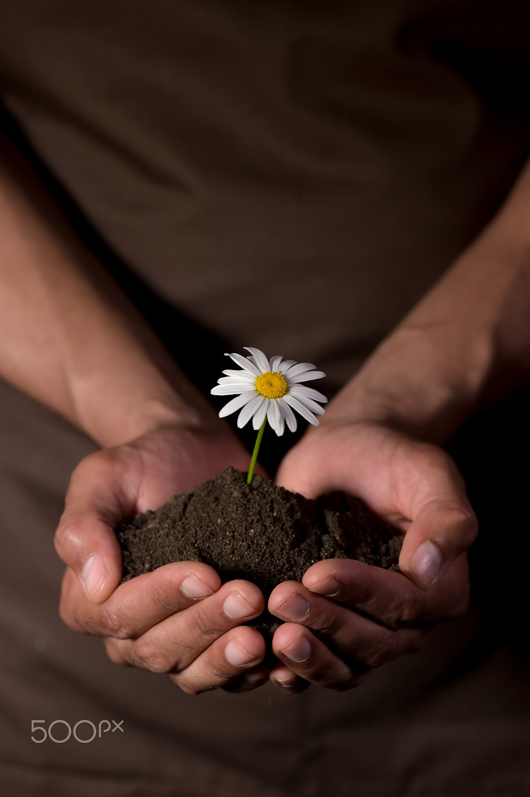 Nikon D4S sample photo. Hands holdings a little flower plant photography