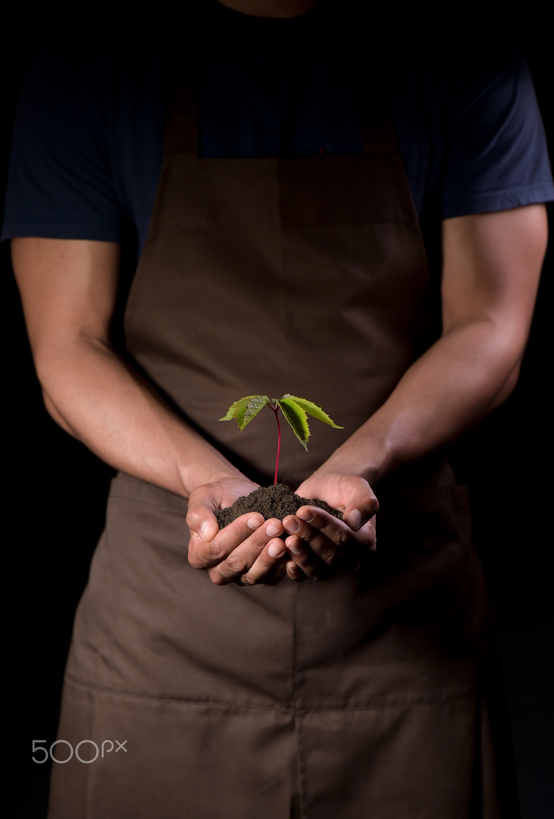 Nikon D4S sample photo. Hands holdings a little green plant photography