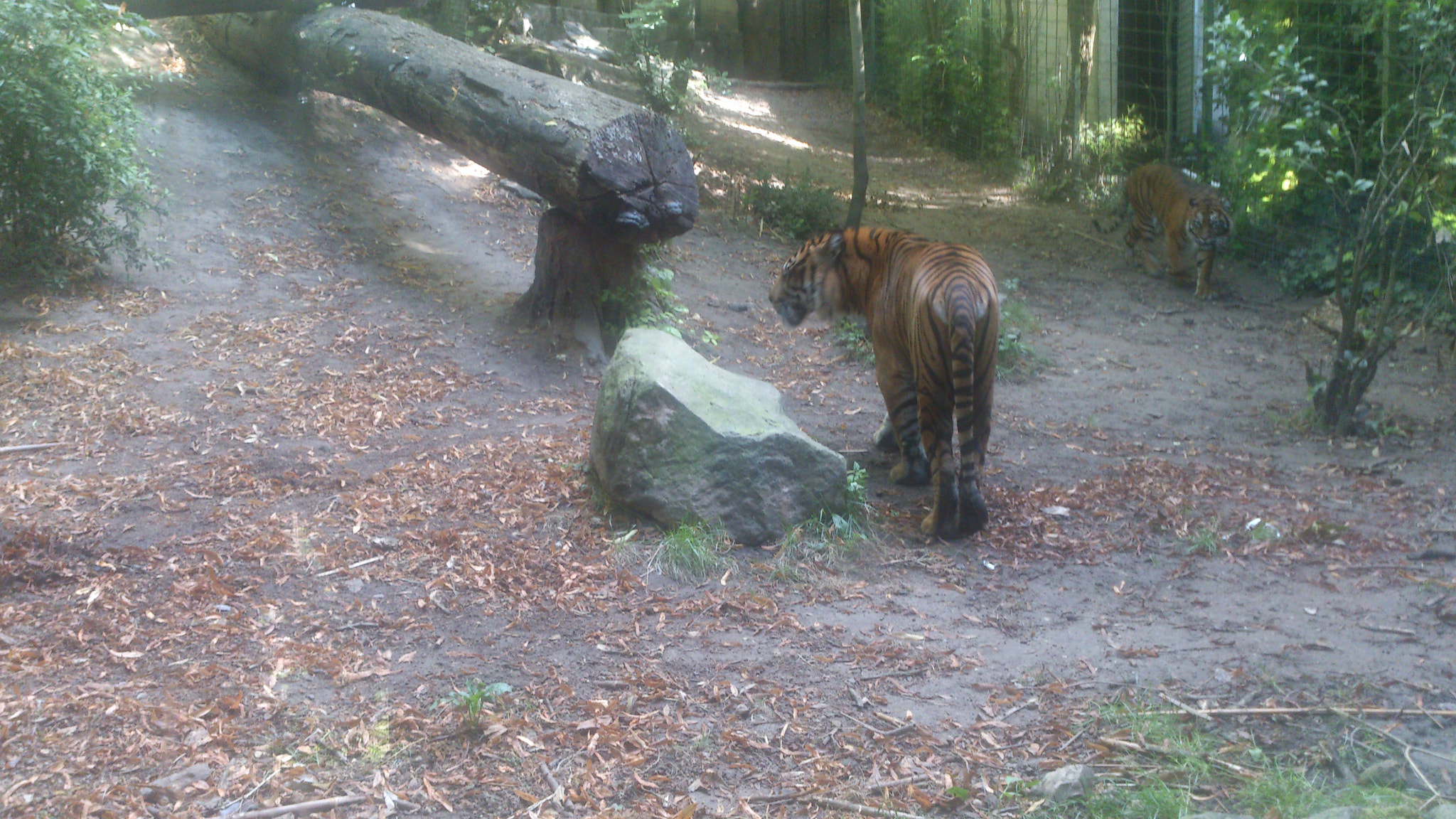 Sony Ericsson Xperia S sample photo. Tigre photography