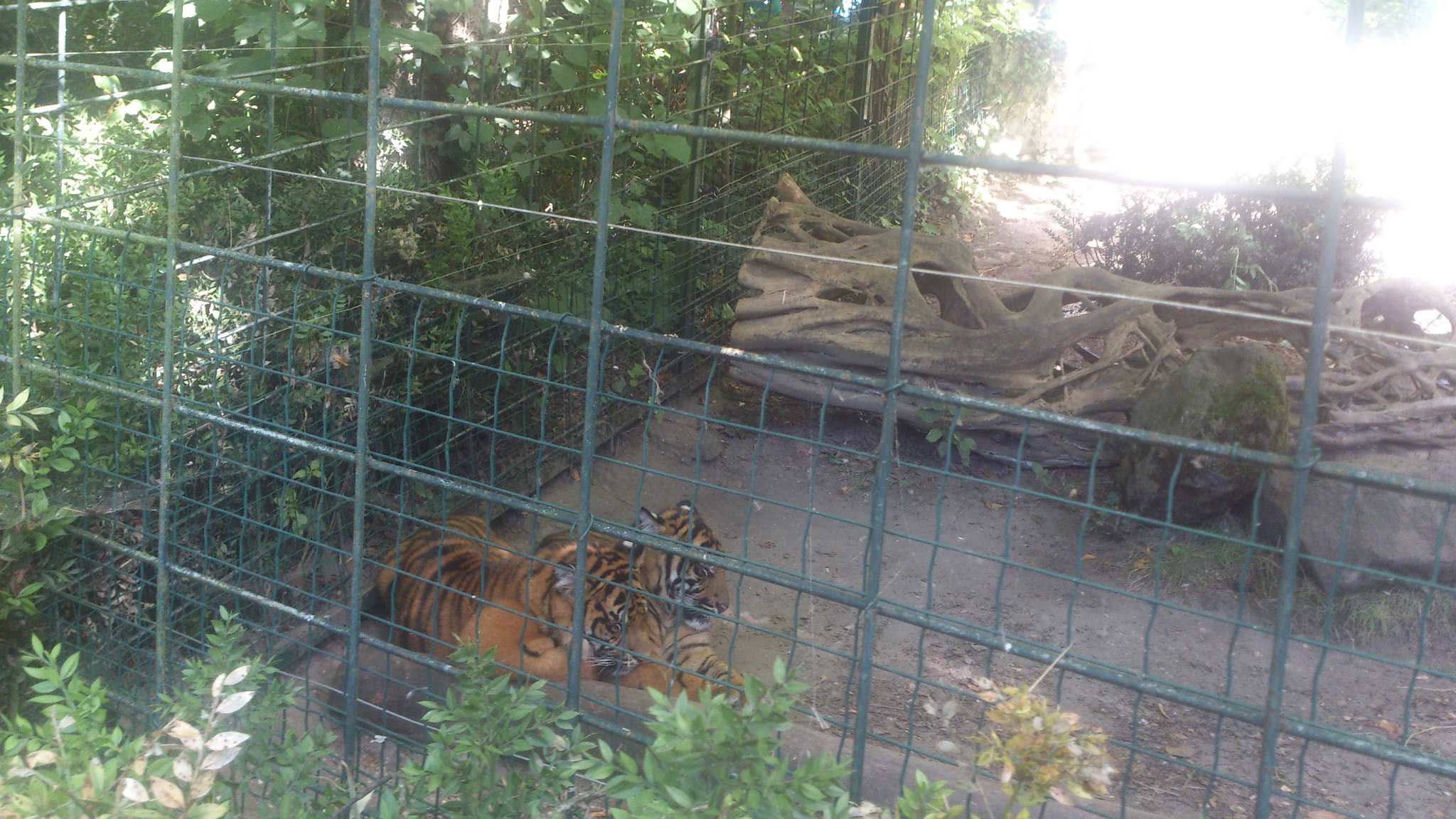 Sony Ericsson Xperia S sample photo. Tigre photography