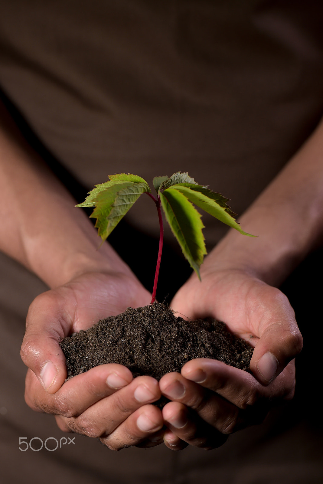 Nikon D4S sample photo. Hands holdings a little green plant photography