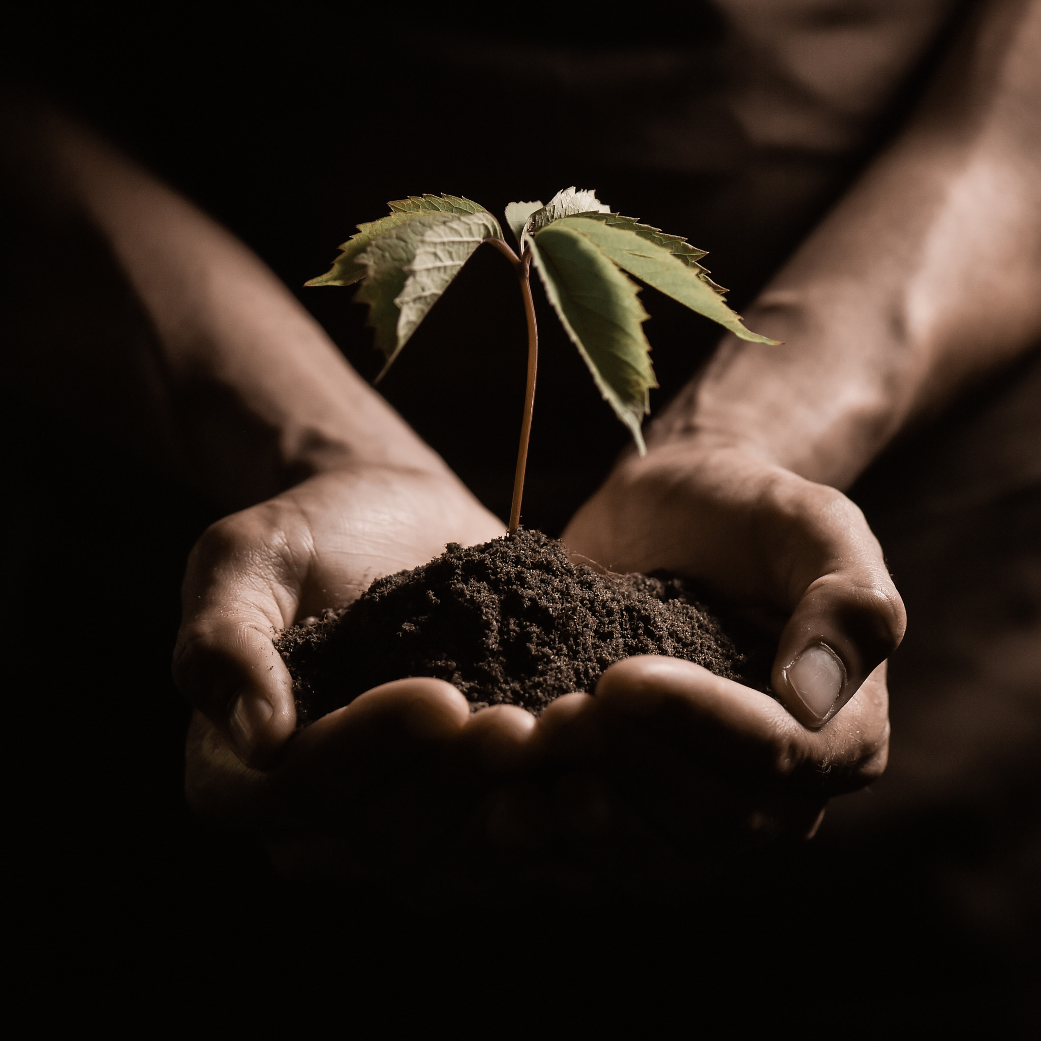 Nikon D4S sample photo. Hands holdings a little green plant photography