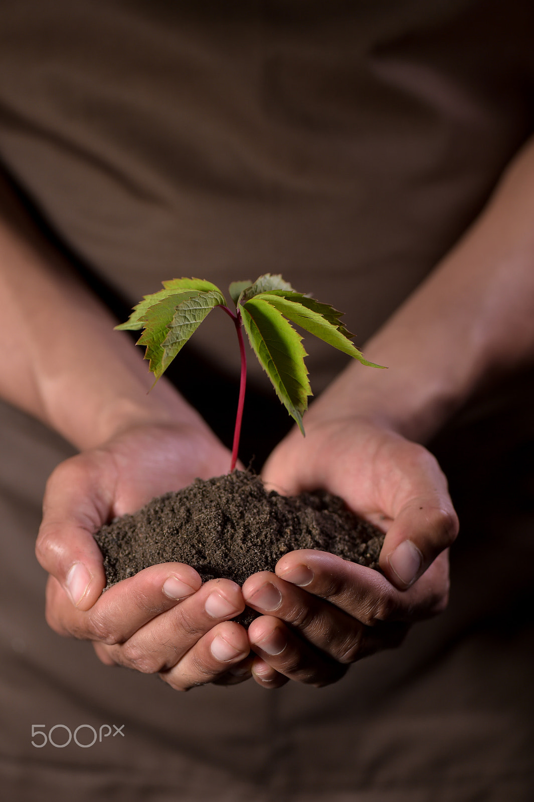 Nikon D4S + Nikon AF-S Micro-Nikkor 105mm F2.8G IF-ED VR sample photo. Hands holdings a little green plant photography