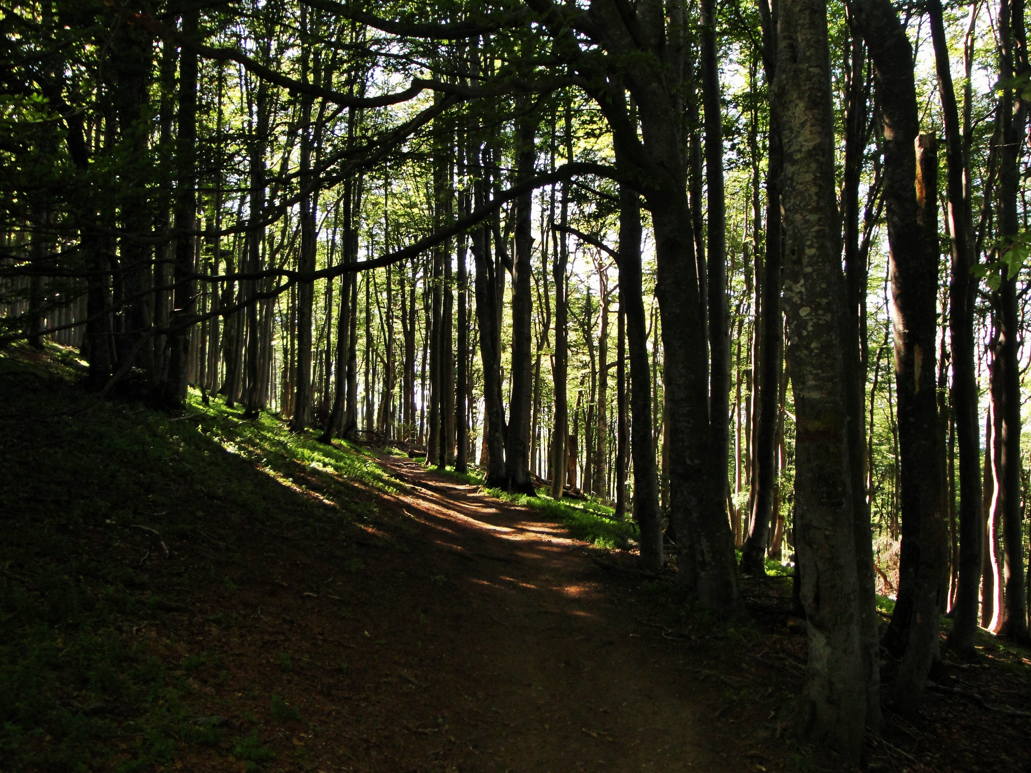 Sony DSC-W270 sample photo. Magical forest photography