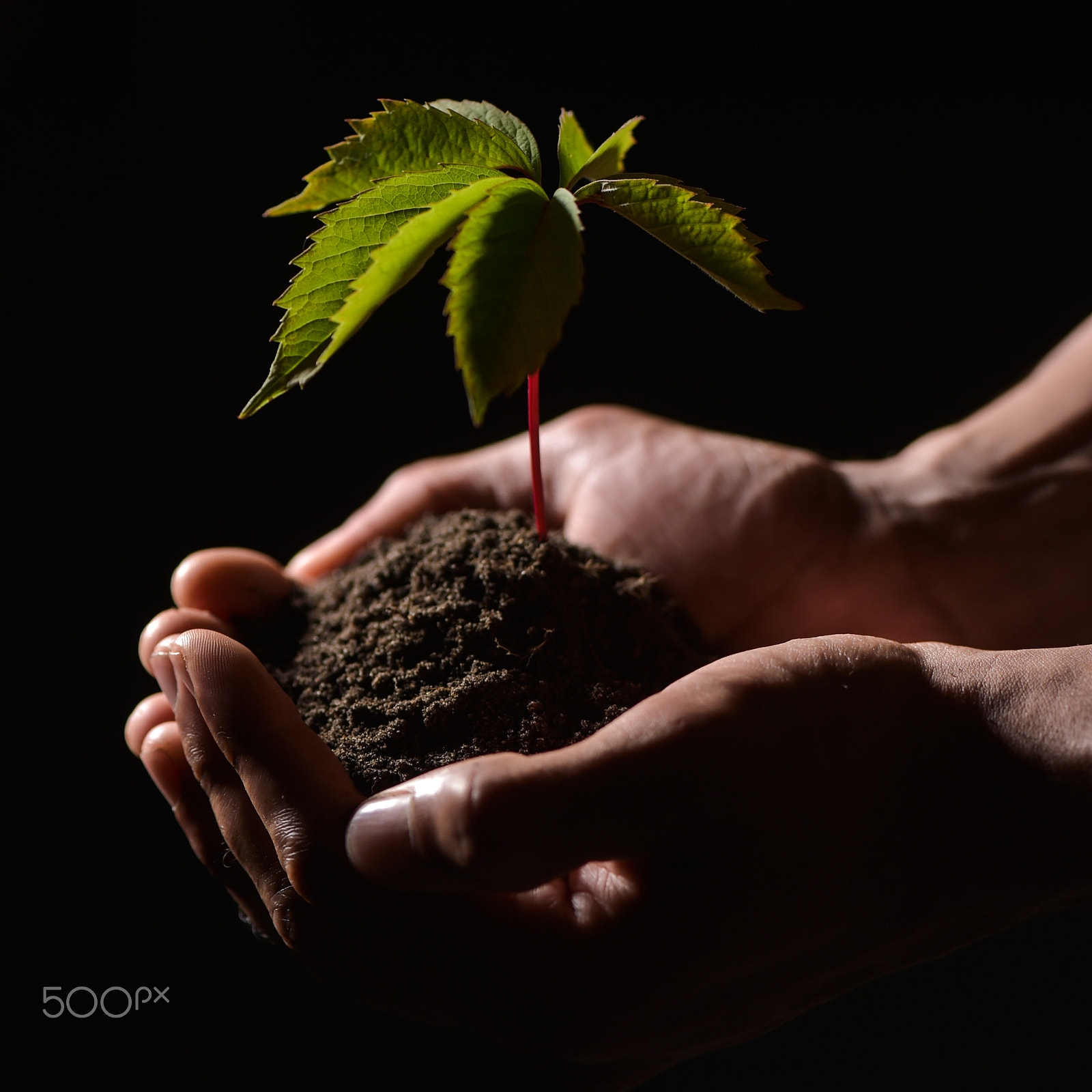 Nikon D4S sample photo. Hands holdings a little green plant photography