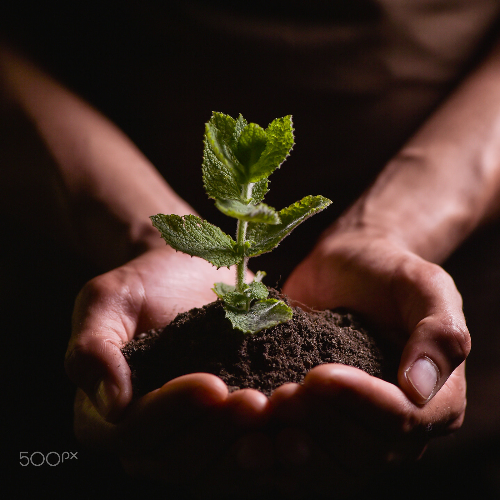Nikon D4S sample photo. Hands holdings a little green plant photography