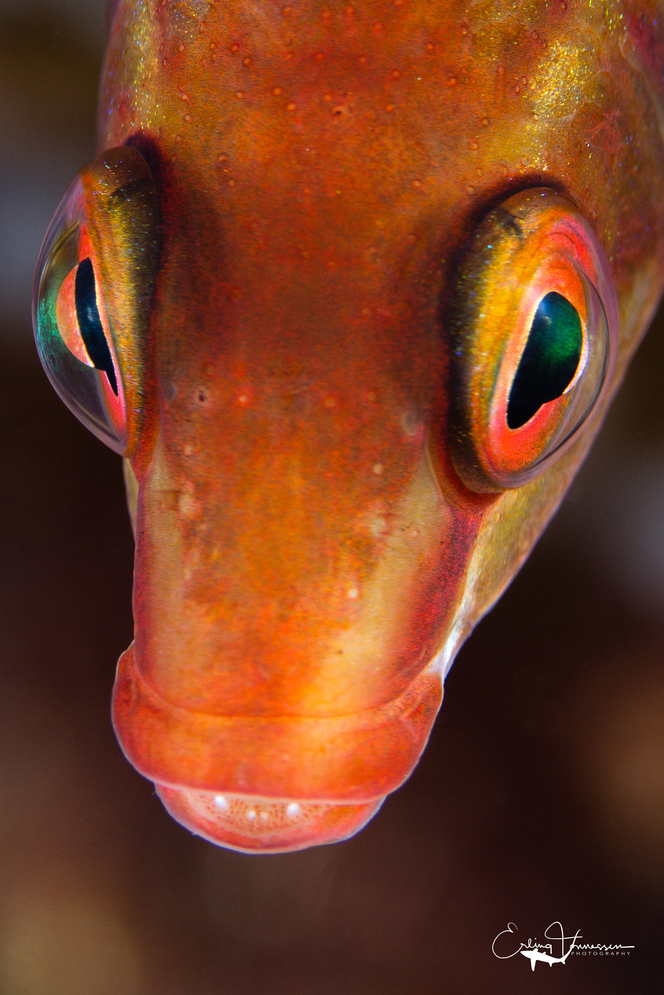 Canon EF 100mm F2.8 Macro USM sample photo. Fish portrait photography
