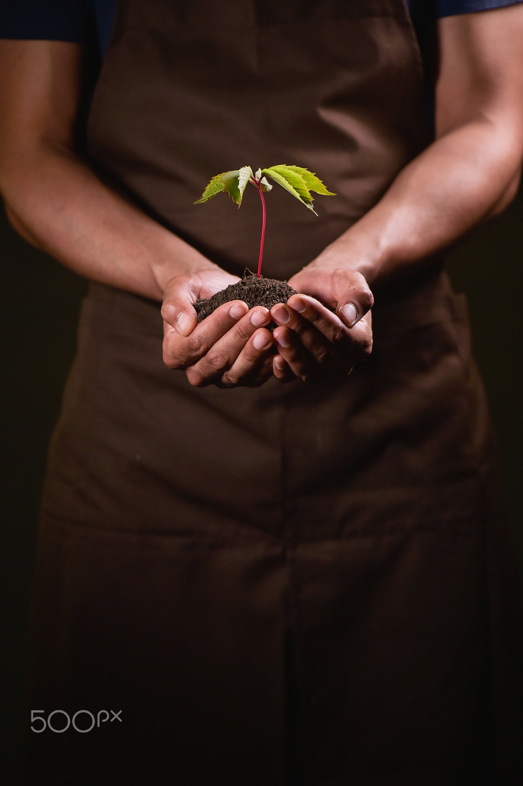 Nikon D4S sample photo. Hands holdings a little green plant photography