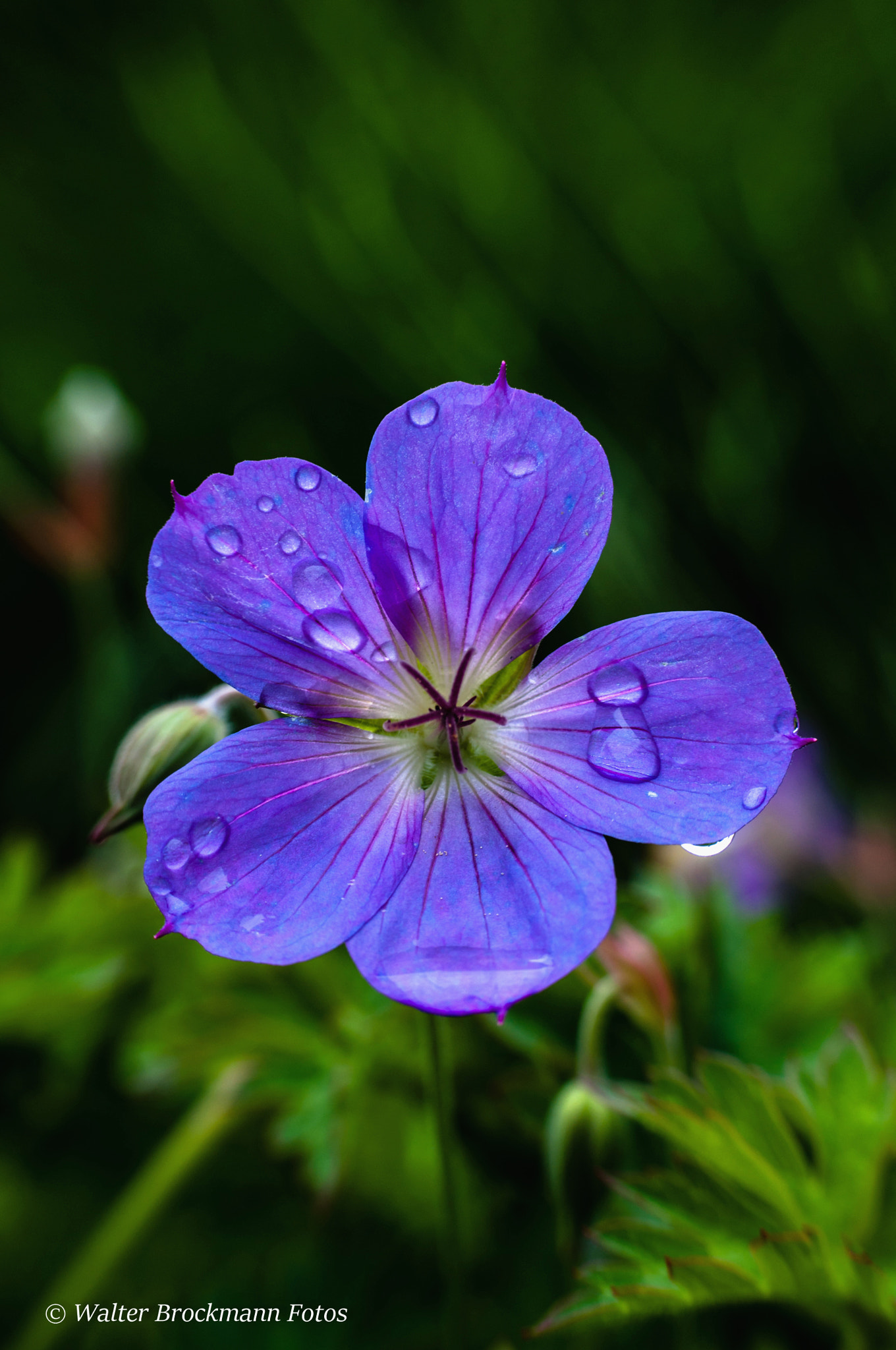Nikon D5000 sample photo. Blume/flower photography