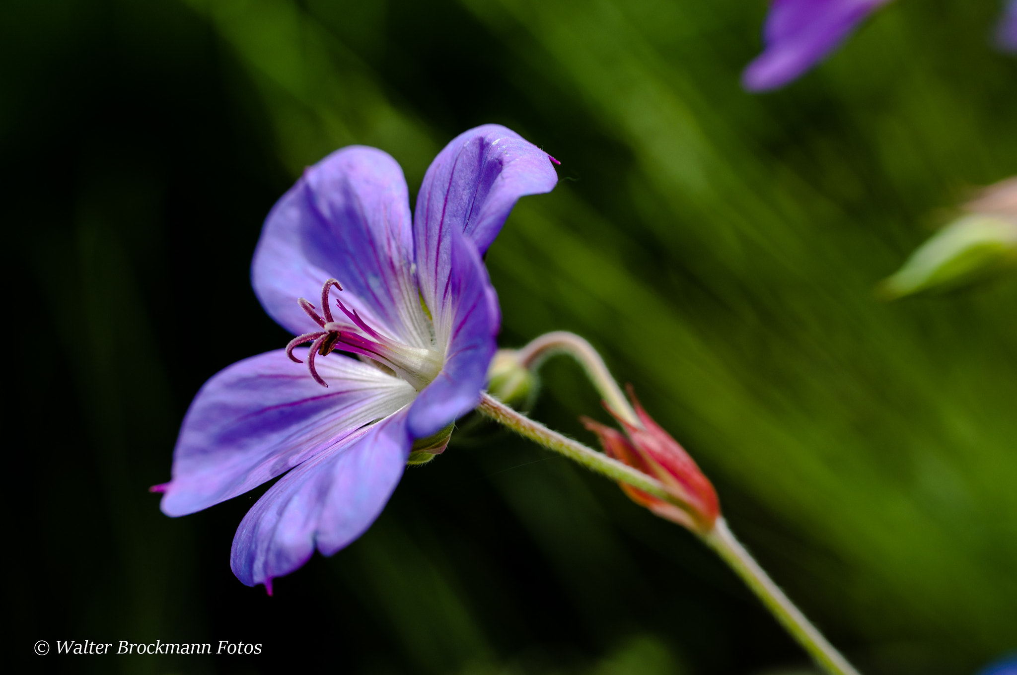 Nikon D5000 sample photo. Blume/flower photography