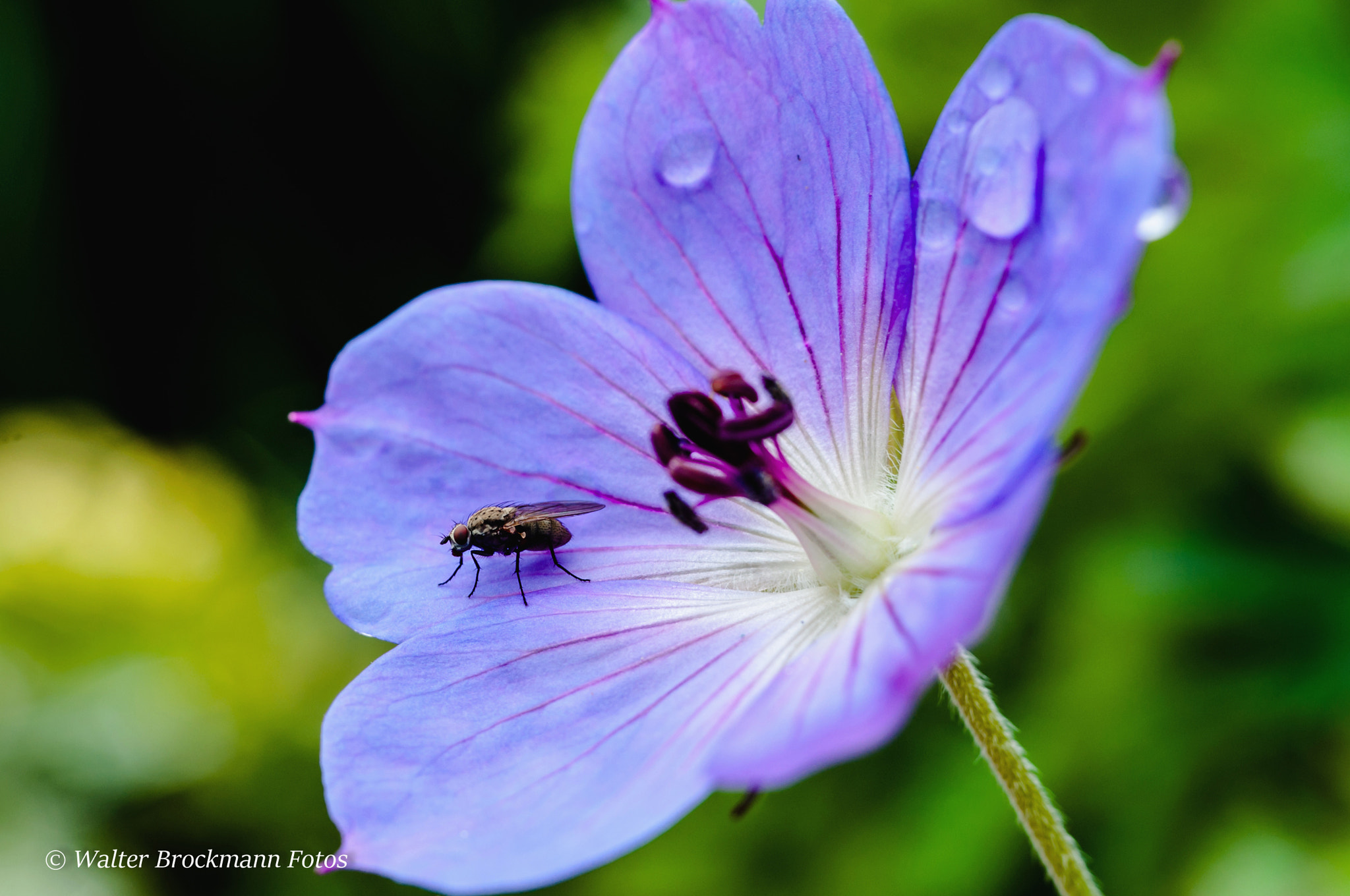 Nikon D5000 sample photo. Blume/flower photography