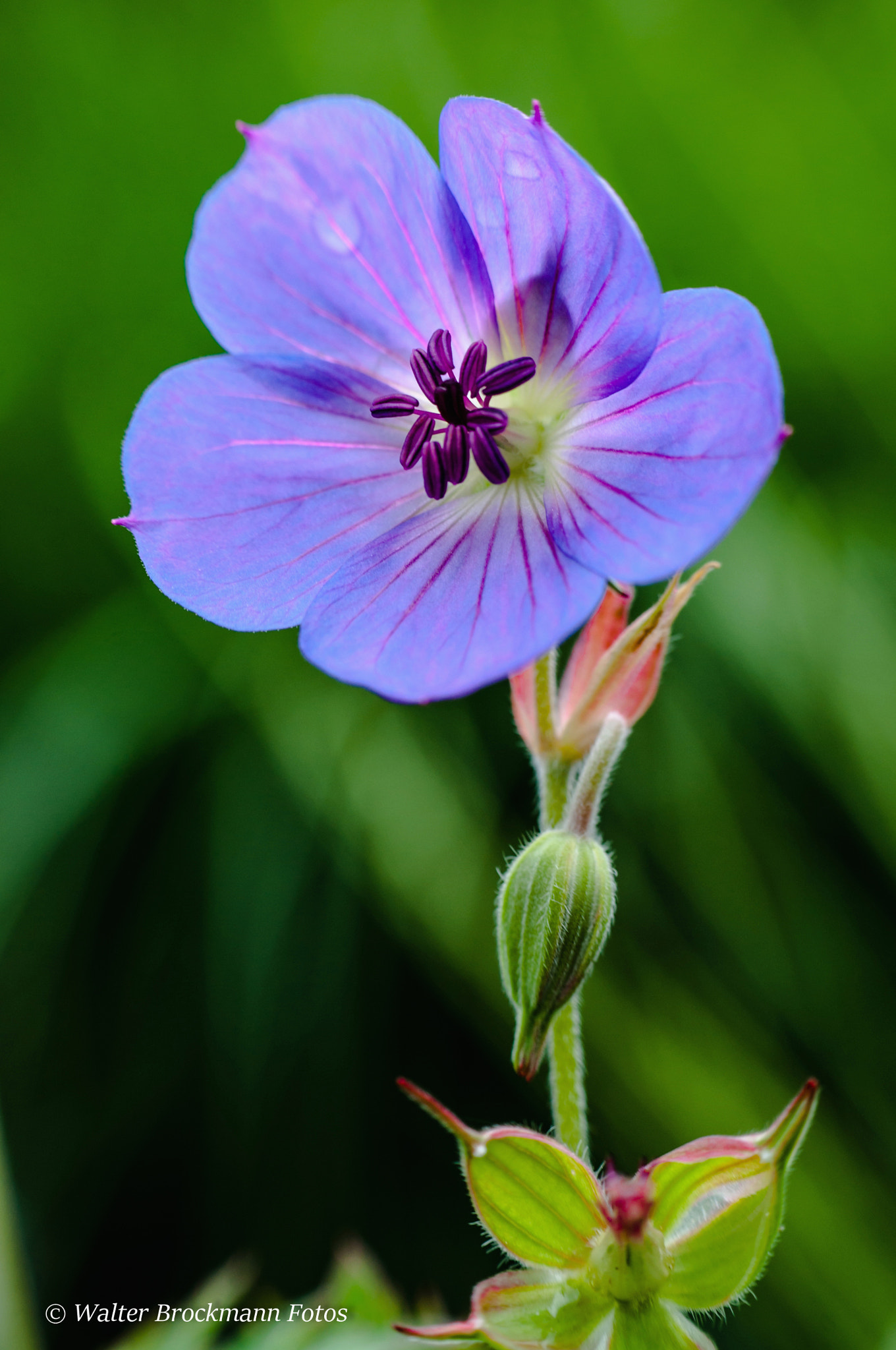 Nikon D5000 sample photo. Blume/flower photography
