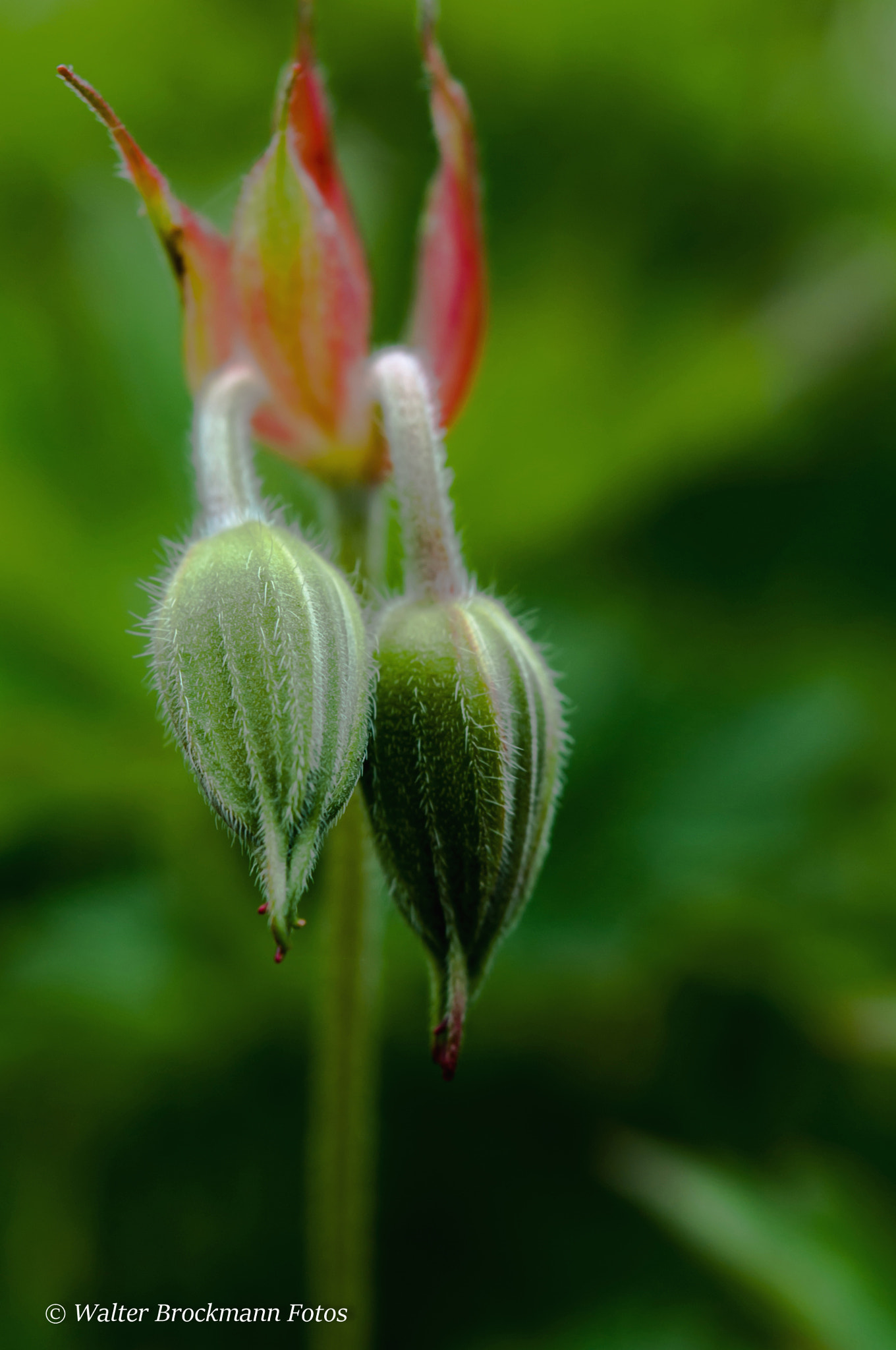 Nikon D5000 sample photo. Blume/flower photography