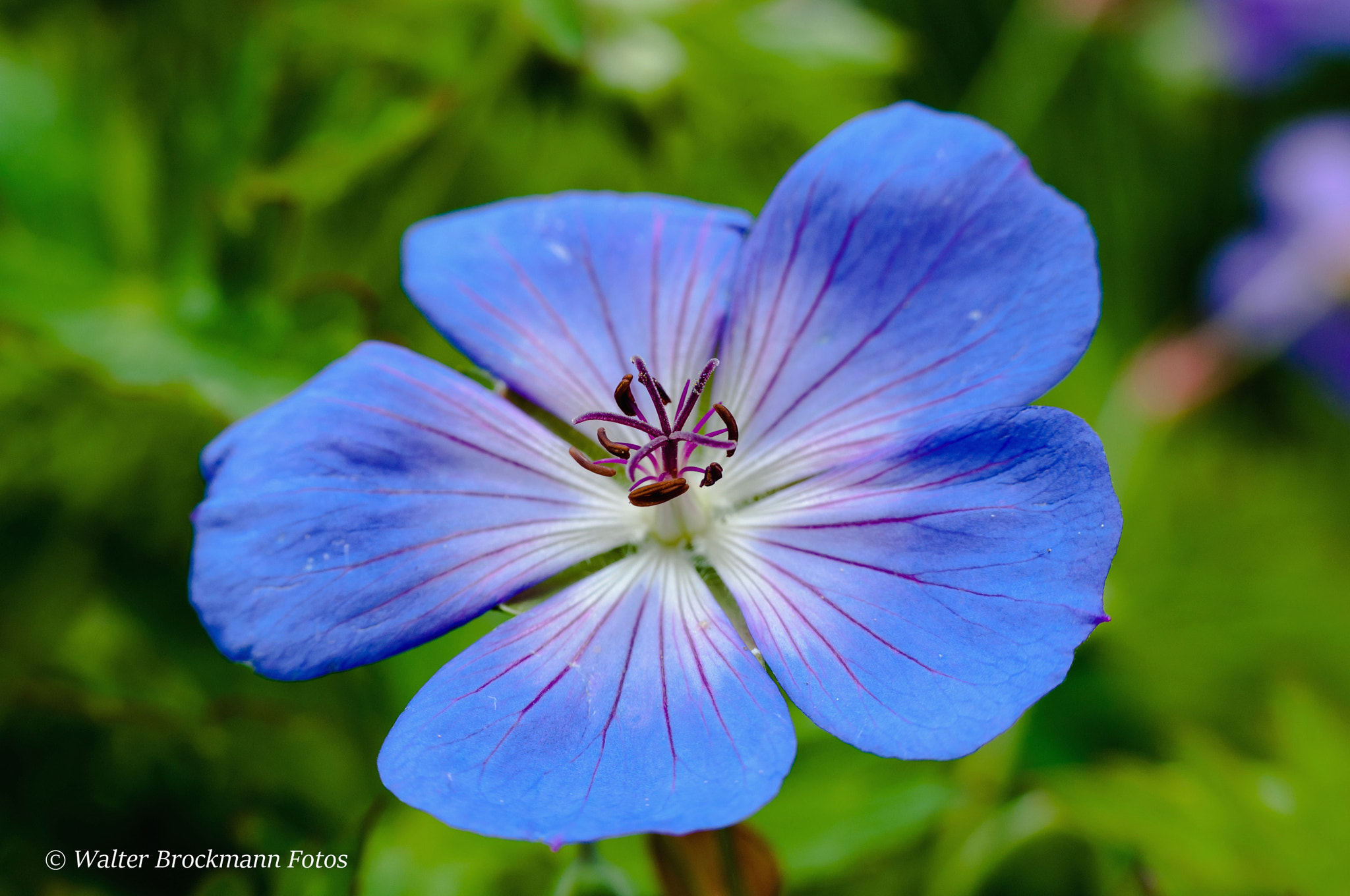 Nikon D5000 sample photo. Blume/flower photography