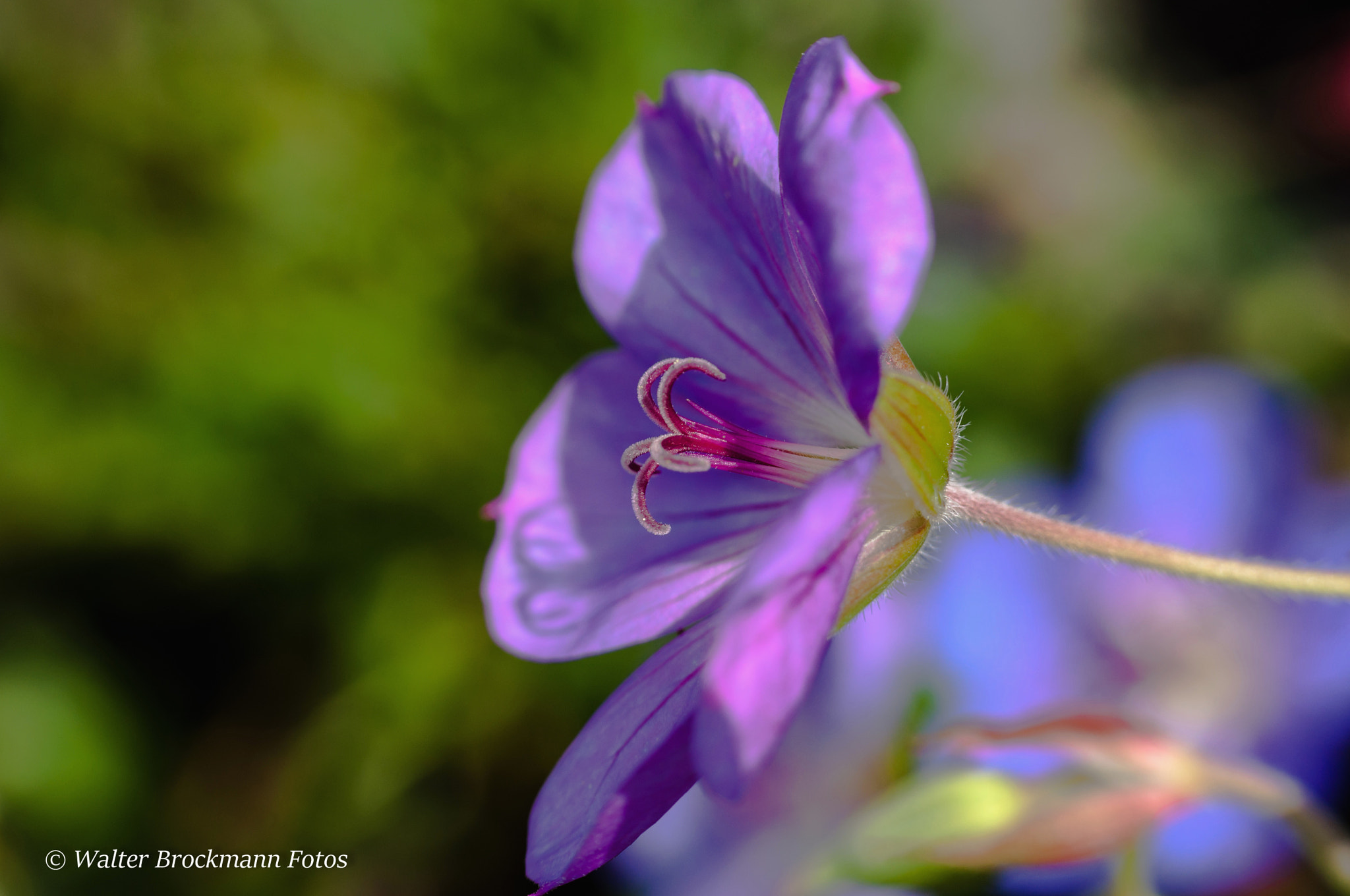 Nikon D5000 sample photo. Blume/flower photography