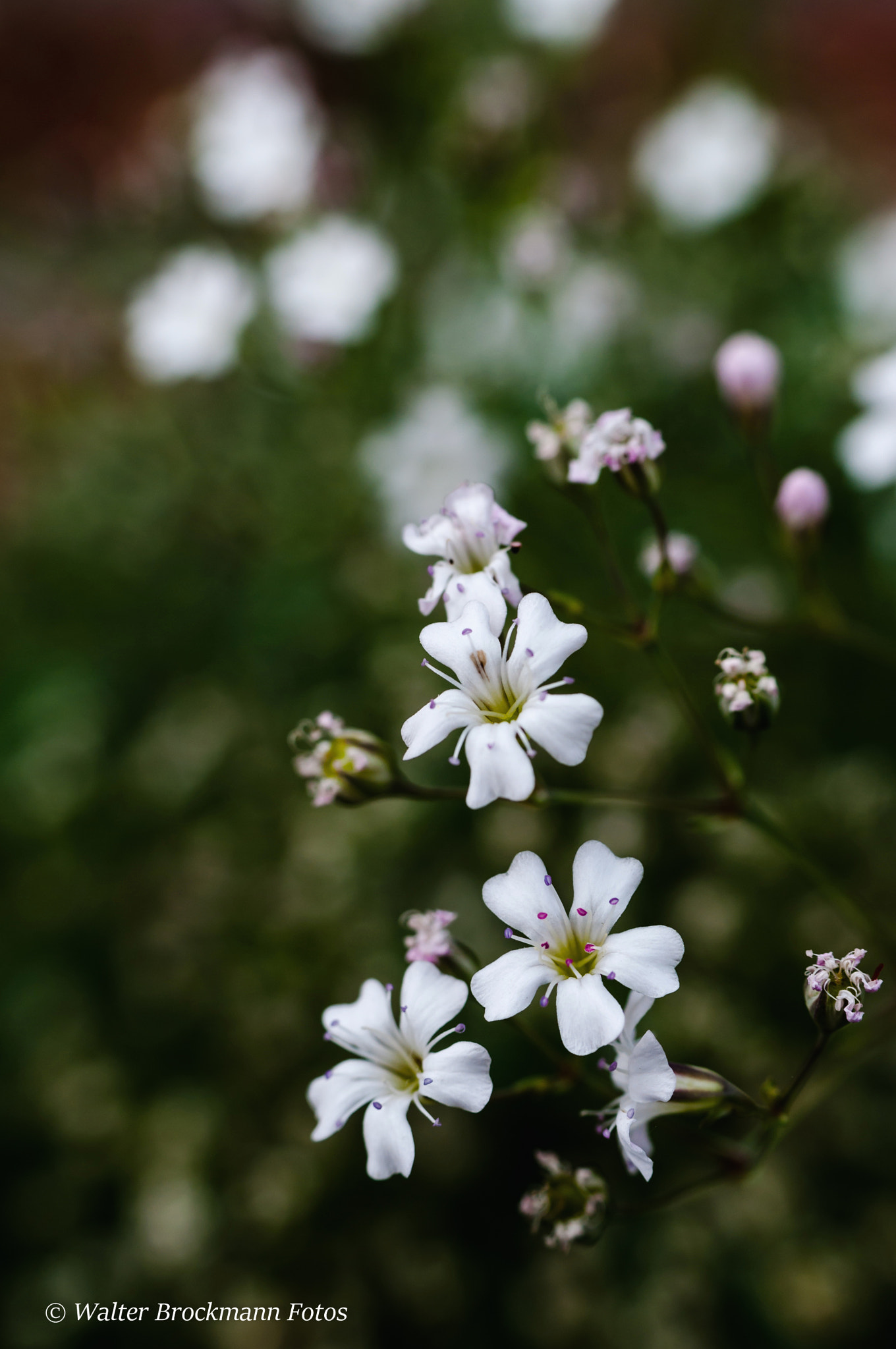 Nikon D5000 sample photo. Blume/flower photography