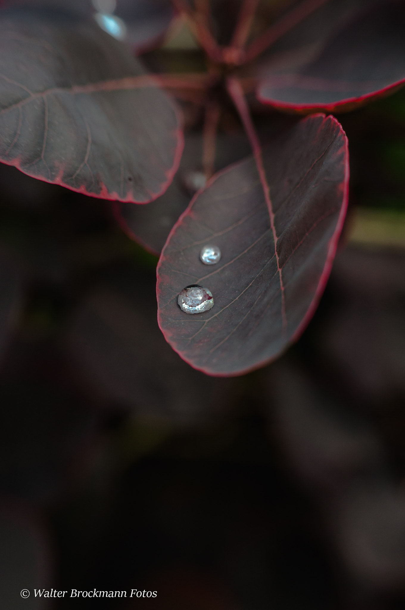 Nikon D5000 sample photo. Blume/flower photography