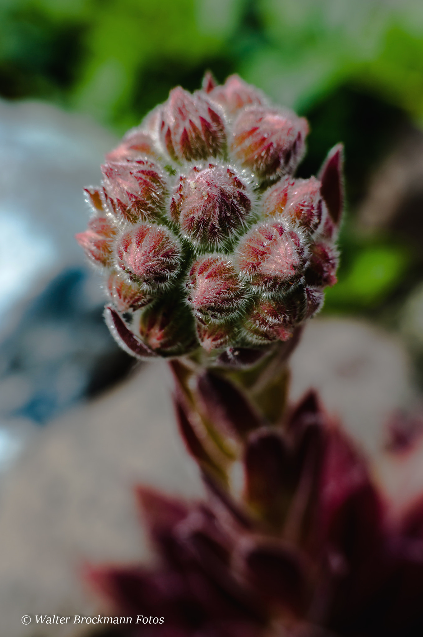 Nikon D5000 sample photo. Blume/flower photography