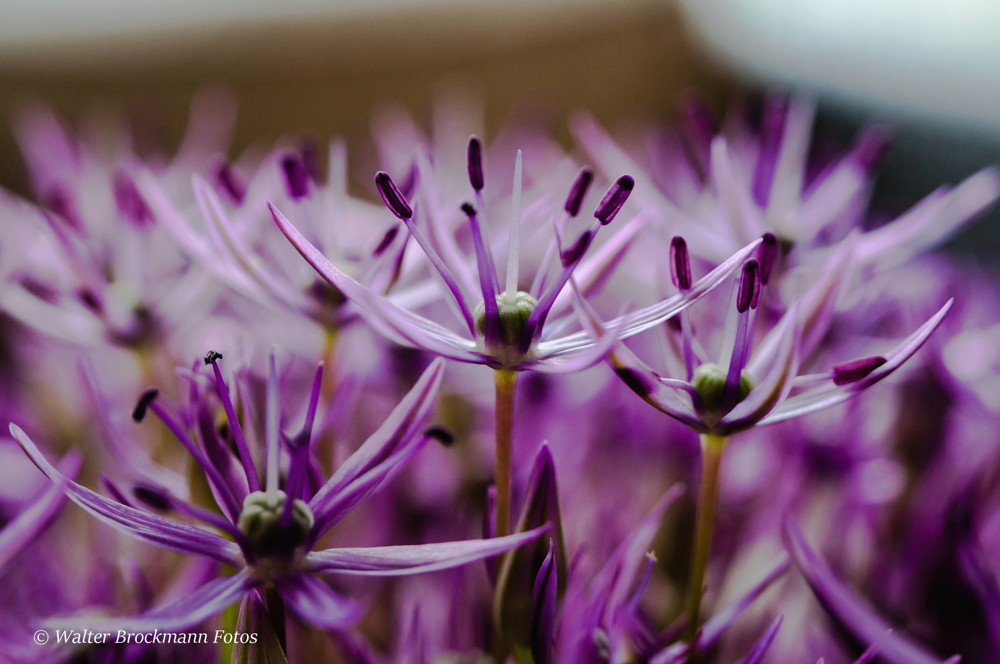 Nikon D5000 sample photo. Blume/flower photography