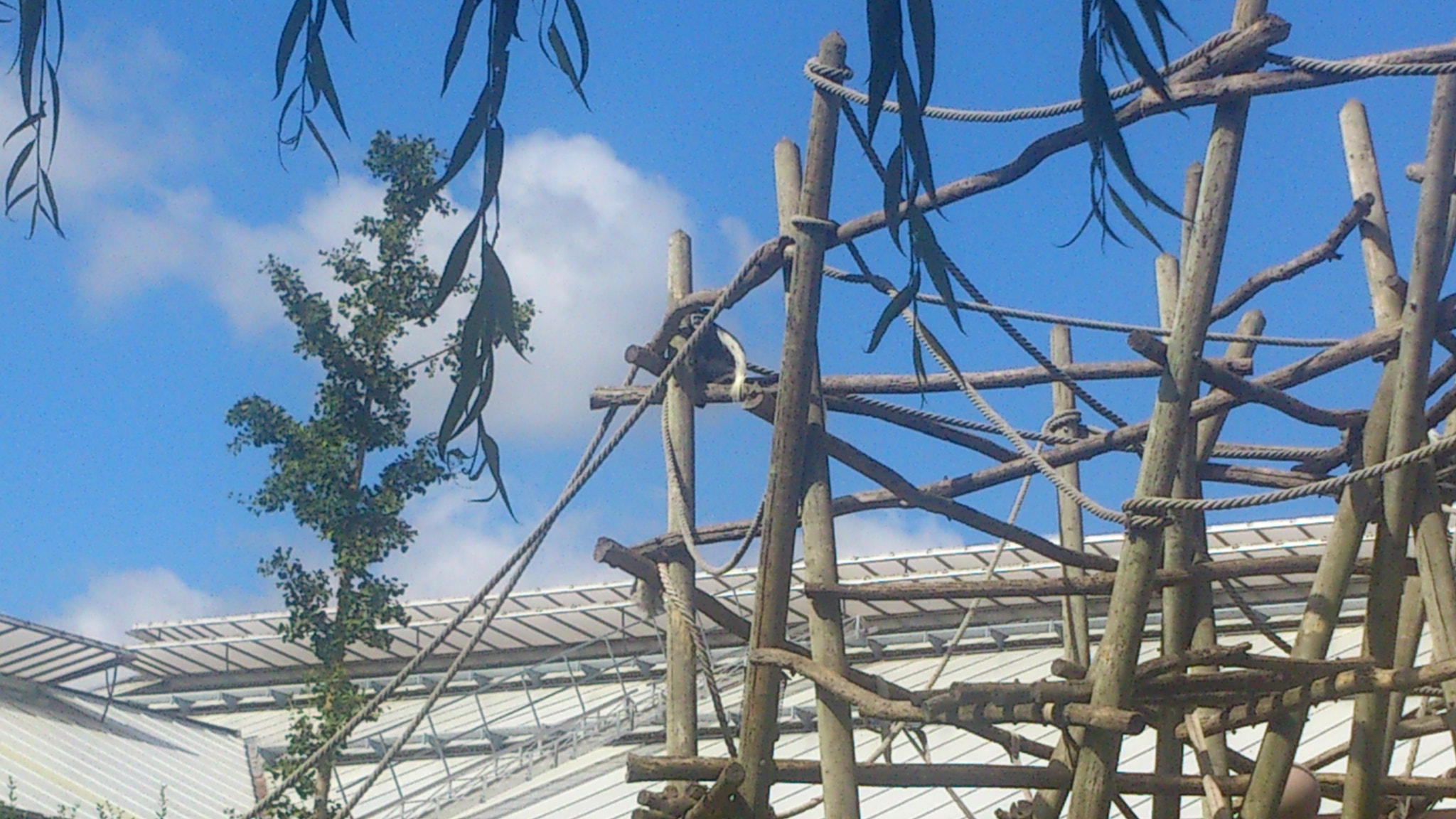 Sony Ericsson Xperia S sample photo. Singe photography