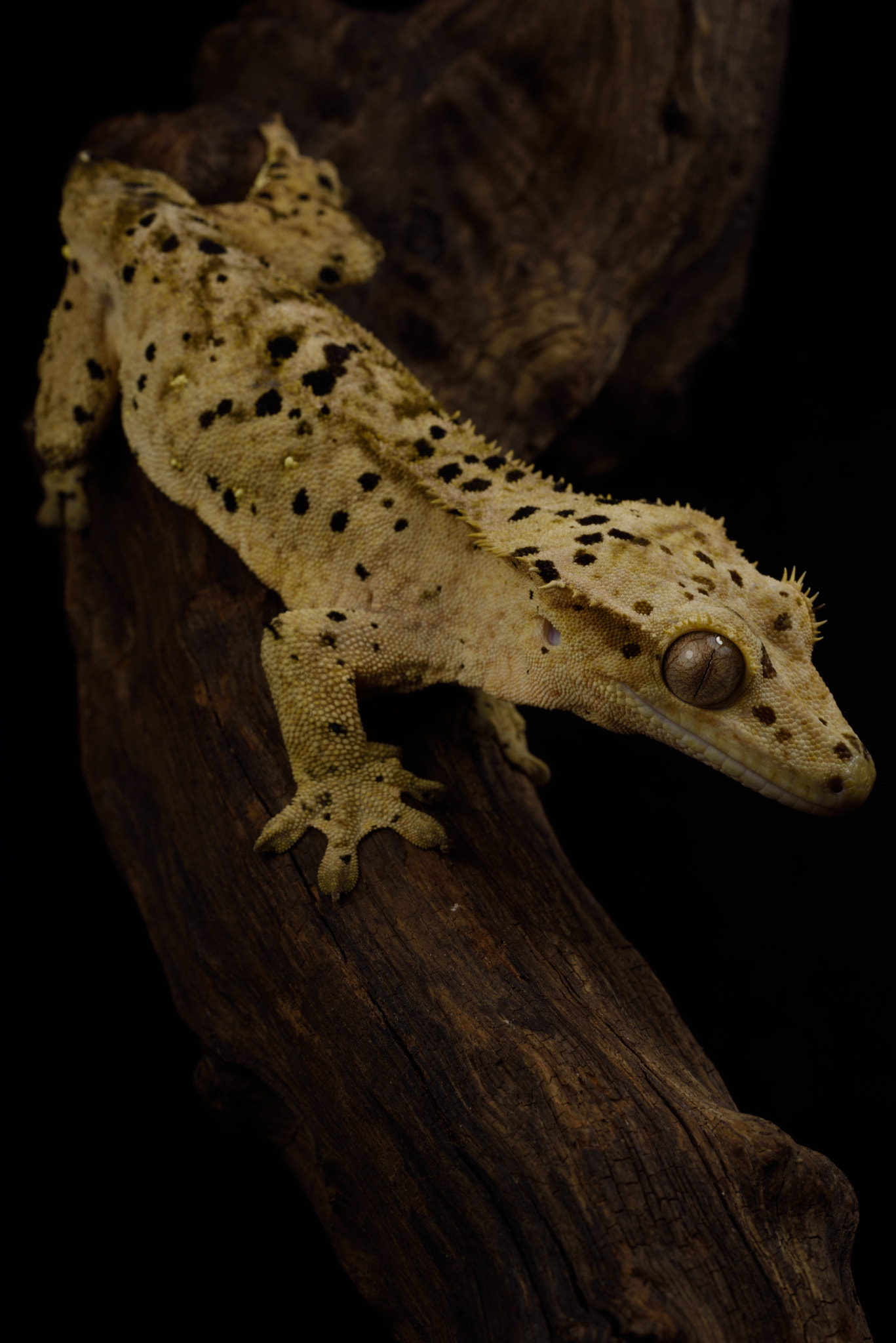 ZEISS Makro-Planar T* 50mm F2 sample photo. Correlophus ciliatus photography