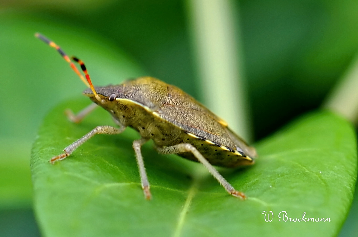 Nikon D5000 sample photo. Kopie photography