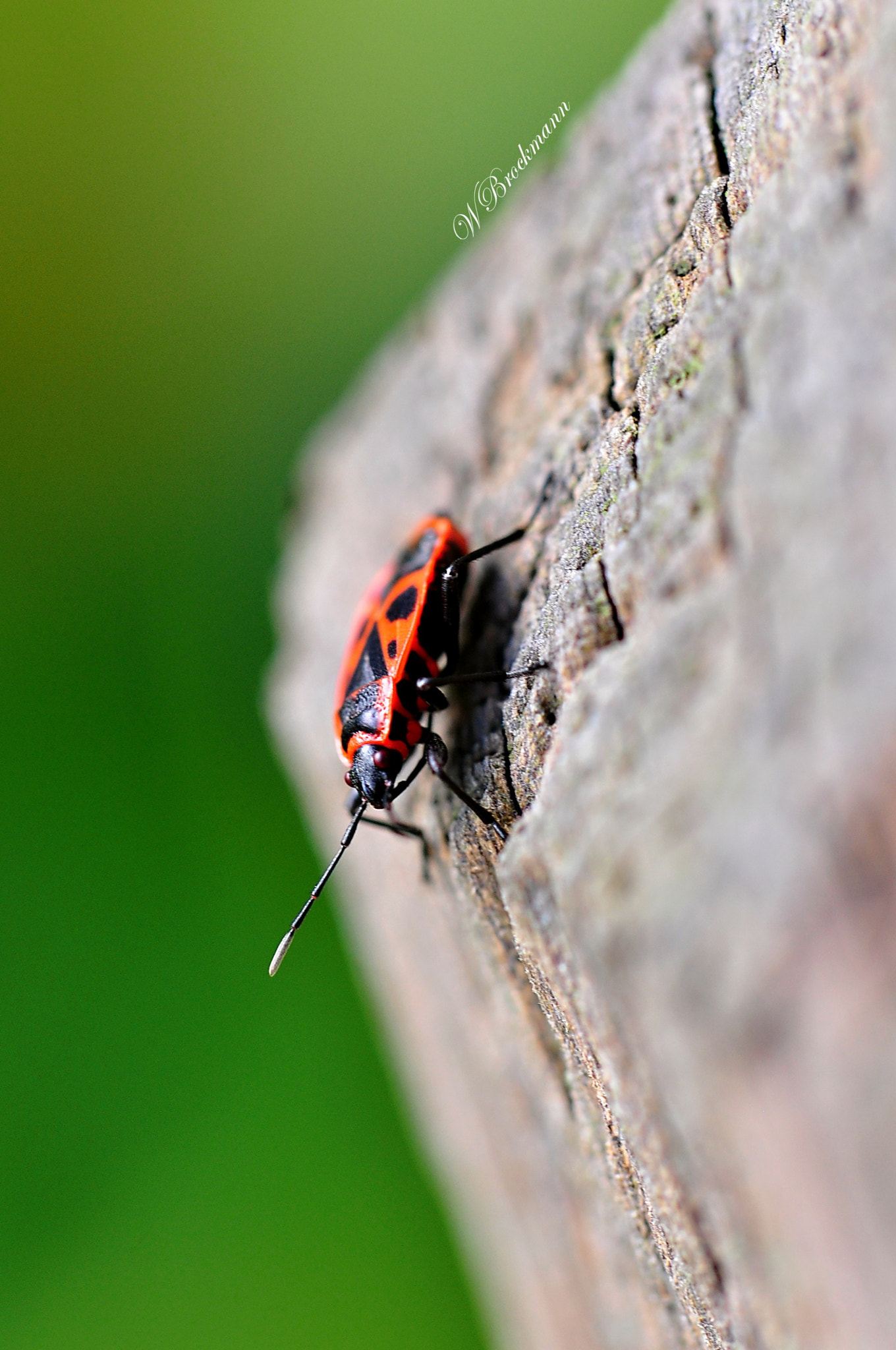 Nikon D5000 sample photo. () photography