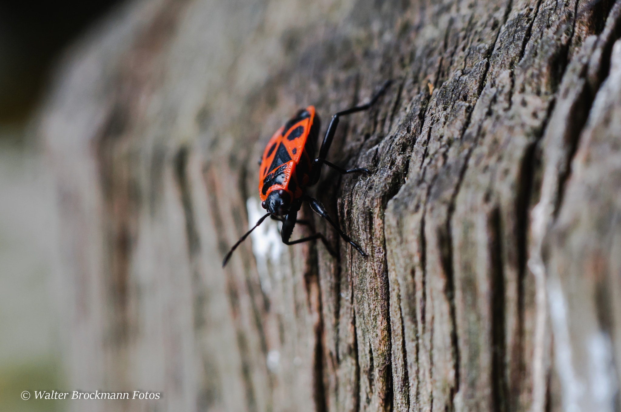 Nikon D5000 sample photo. Feuerwanze photography