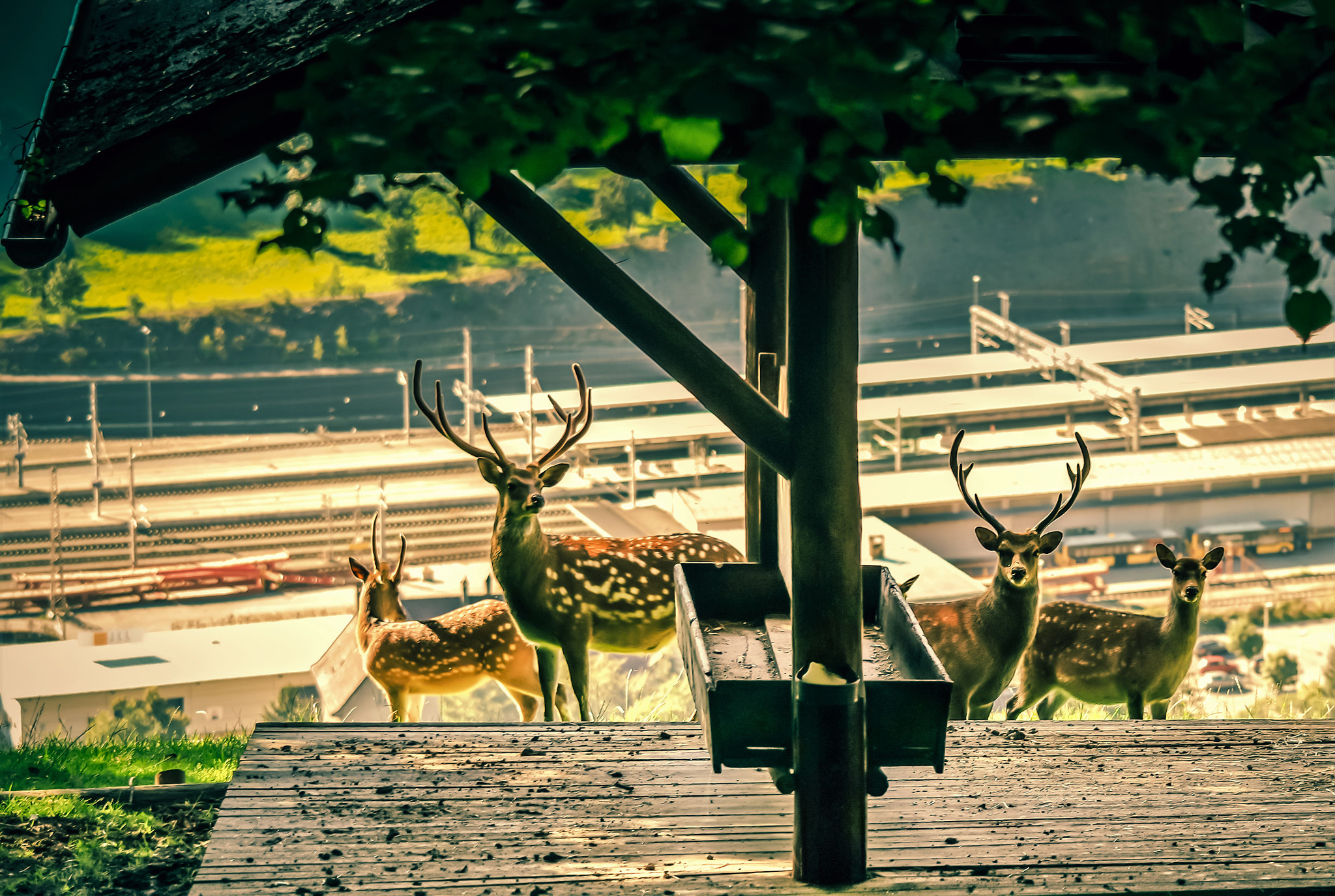 Samsung NX3000 + NX 50-200mm F4-5.6 sample photo. Nature and station (vorarlberg) photography