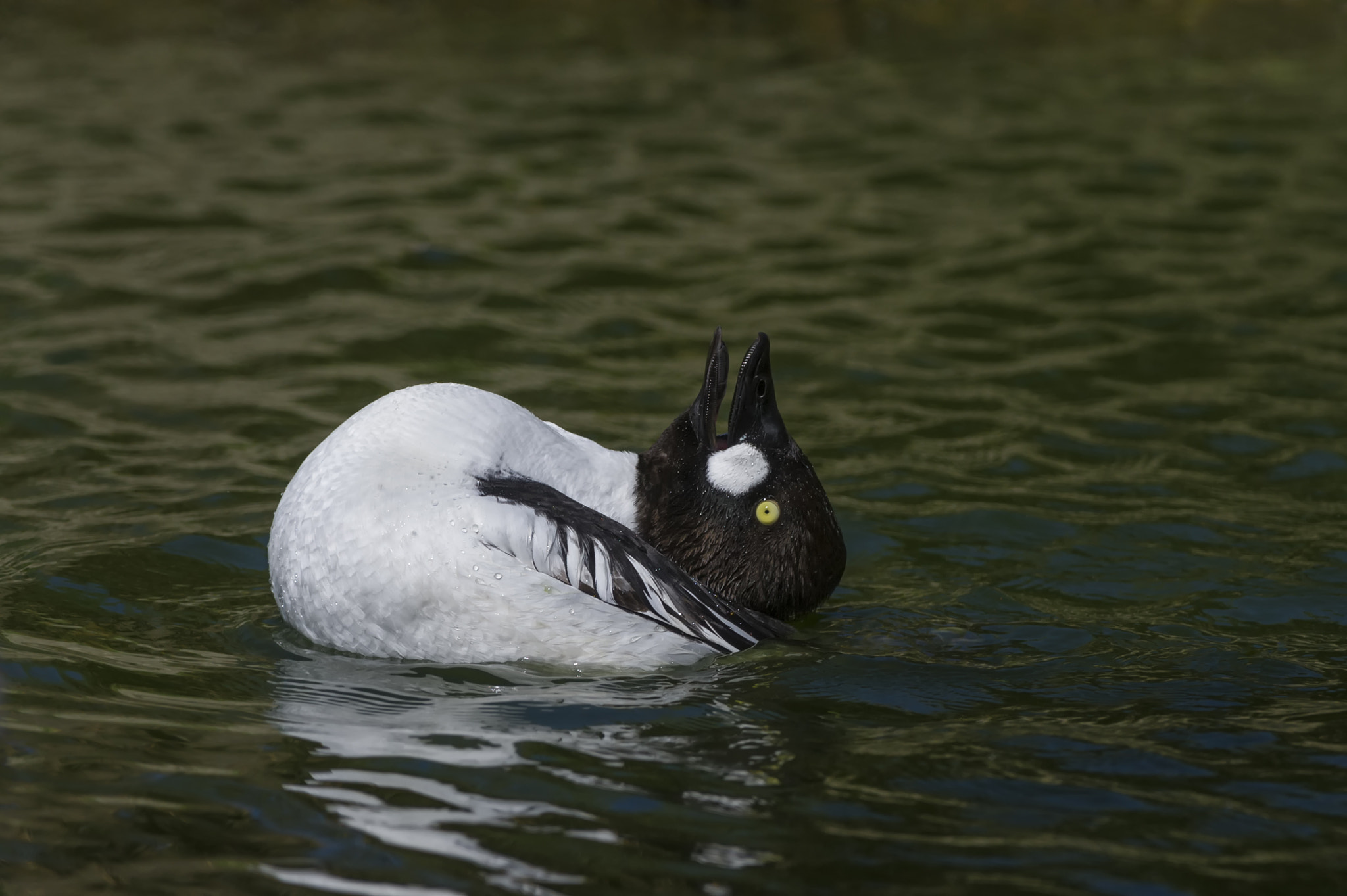 Nikon D3S + Nikon AF-S Nikkor 200-400mm F4G ED-IF VR sample photo. Calling out... photography