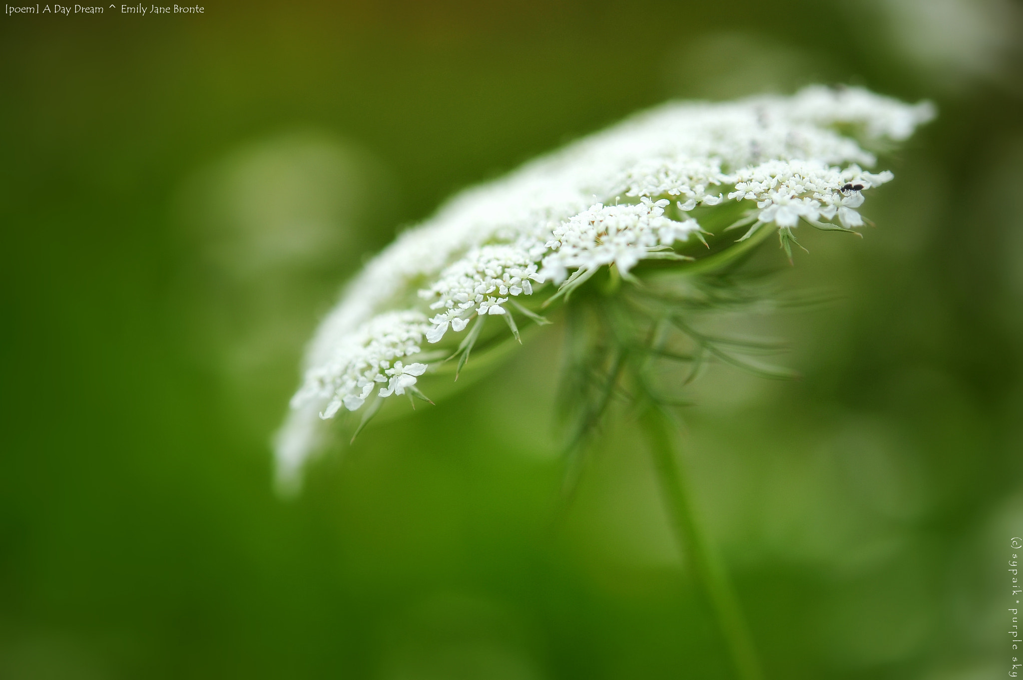 Nikon AF-S Micro-Nikkor 60mm F2.8G ED sample photo. A day dream ii photography