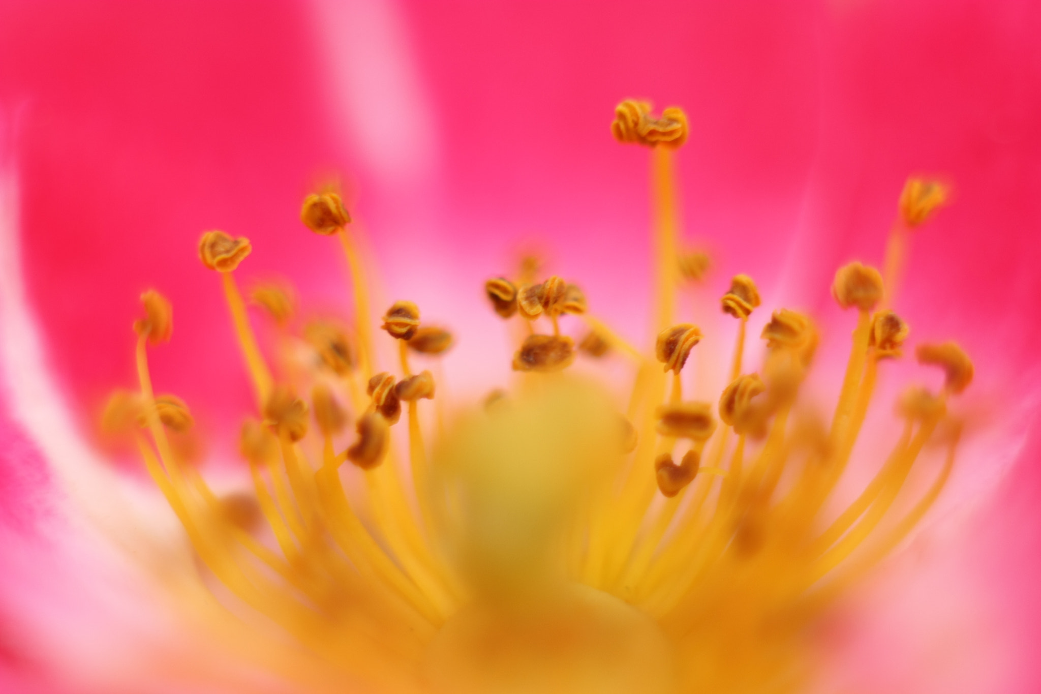 Canon EF 50mm F1.8 II sample photo