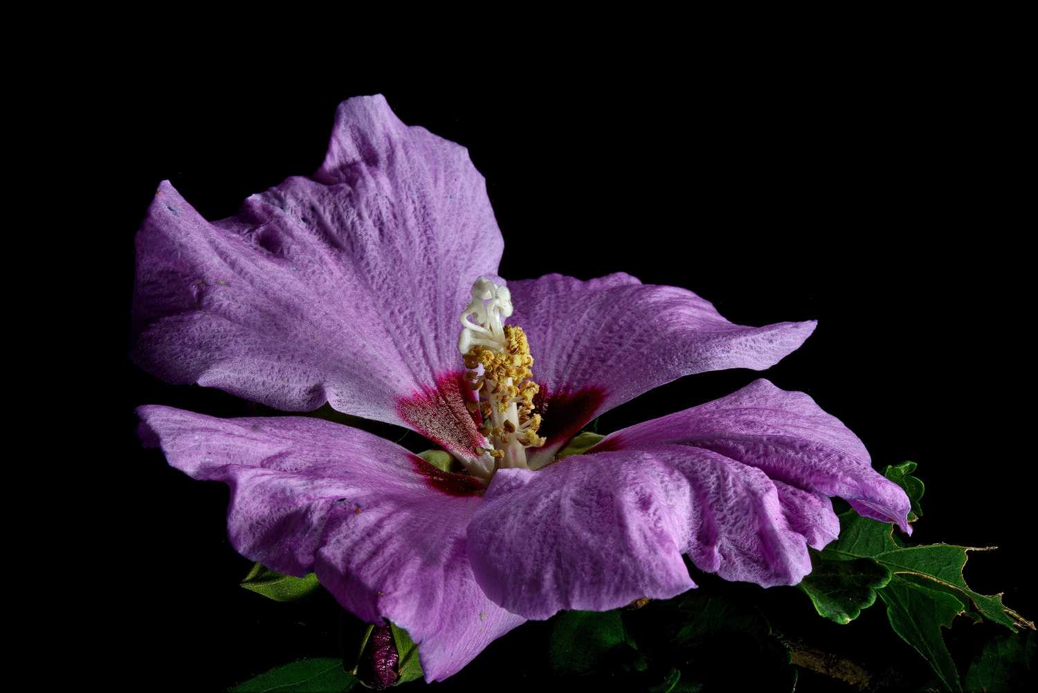 100mm F2.8 SSM sample photo. Purple rose of sharon 2 photography