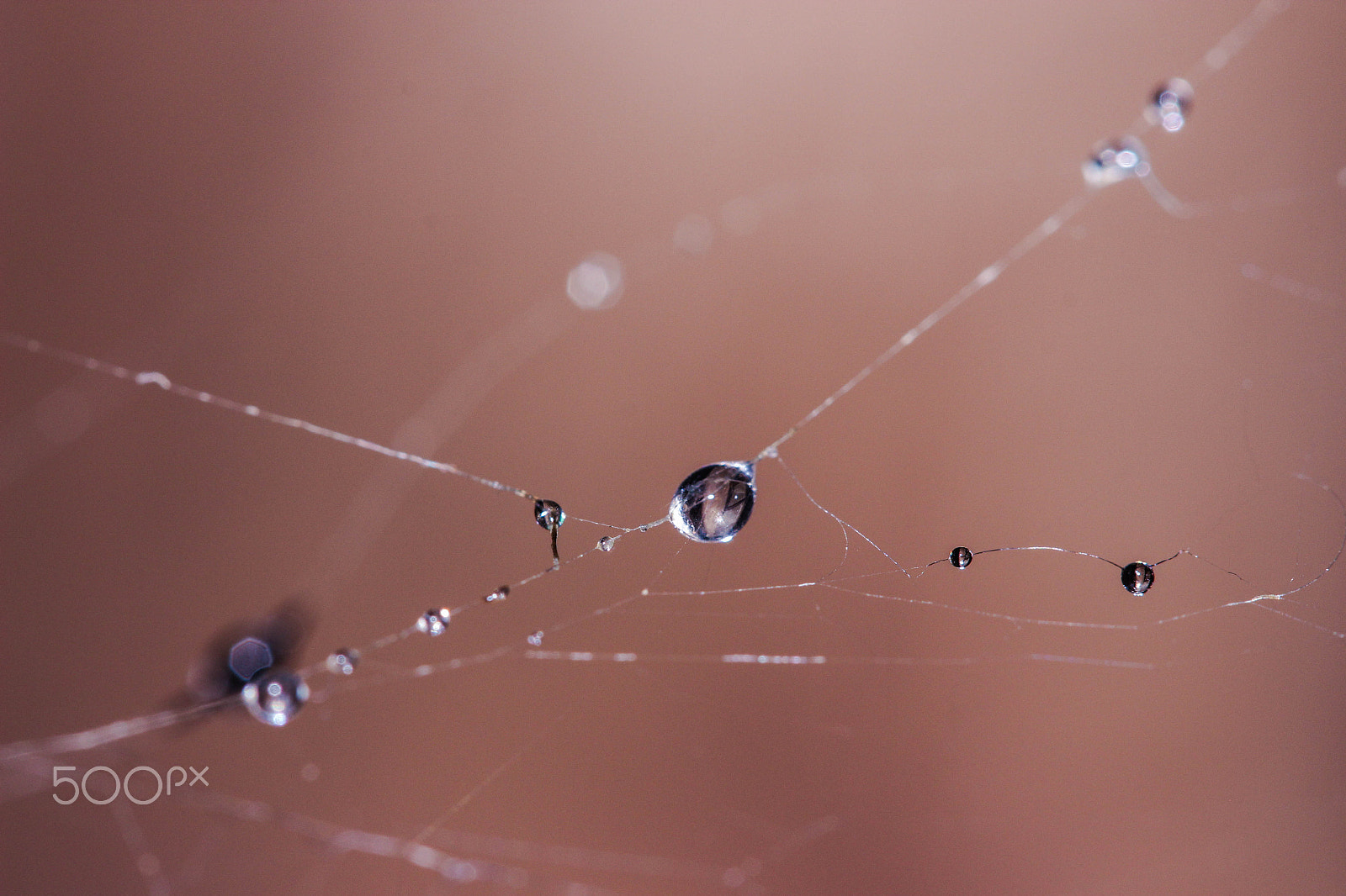 Canon EF-S 60mm F2.8 Macro USM sample photo. Drop water in spider web photography