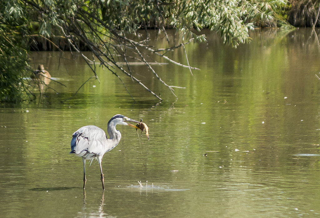 Pentax K-5 II sample photo. Héron cendré en pleine action photography