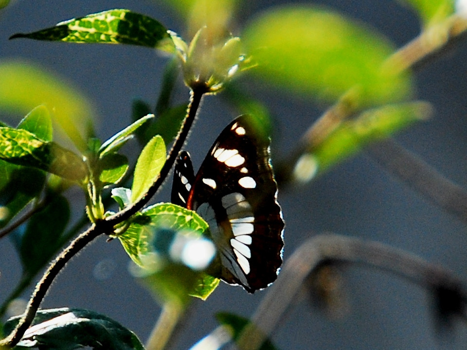 Nikon D60 sample photo. Hiding photography