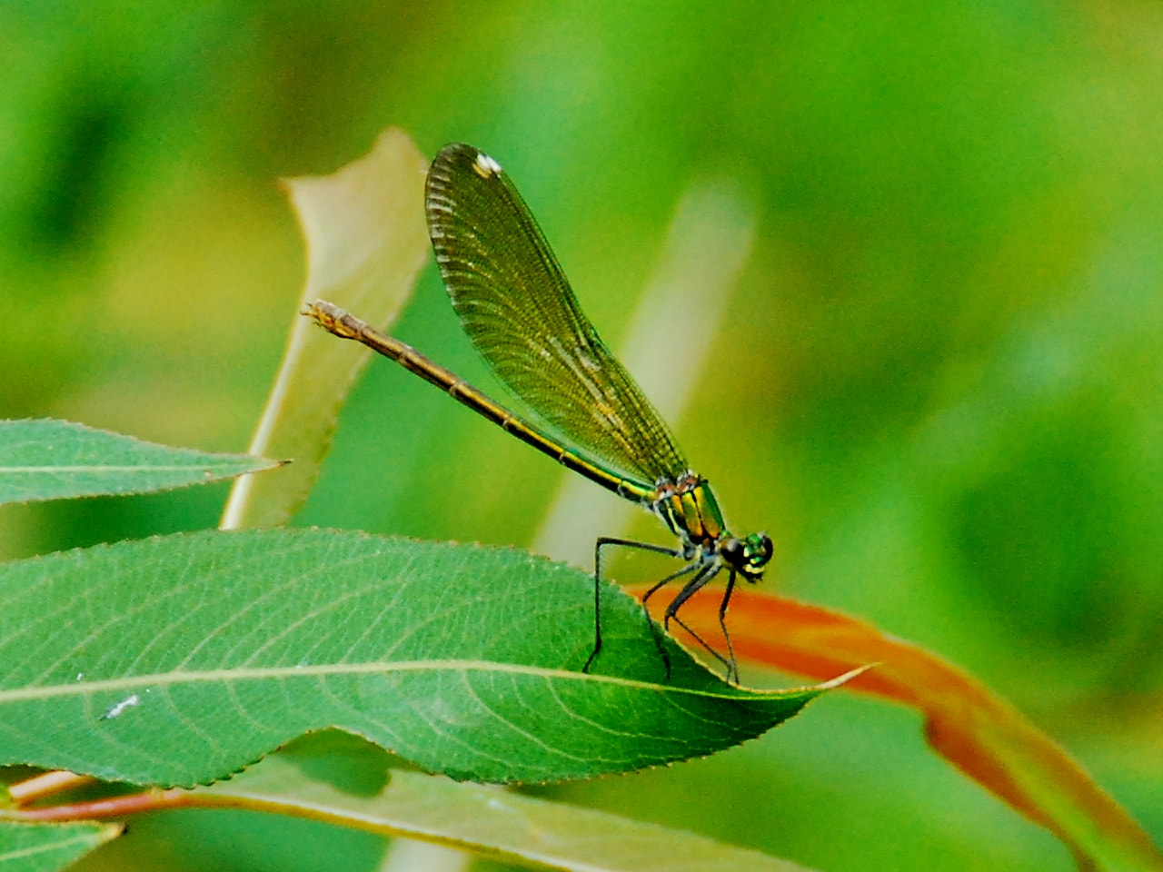 Nikon D60 sample photo. Green dragonfly photography