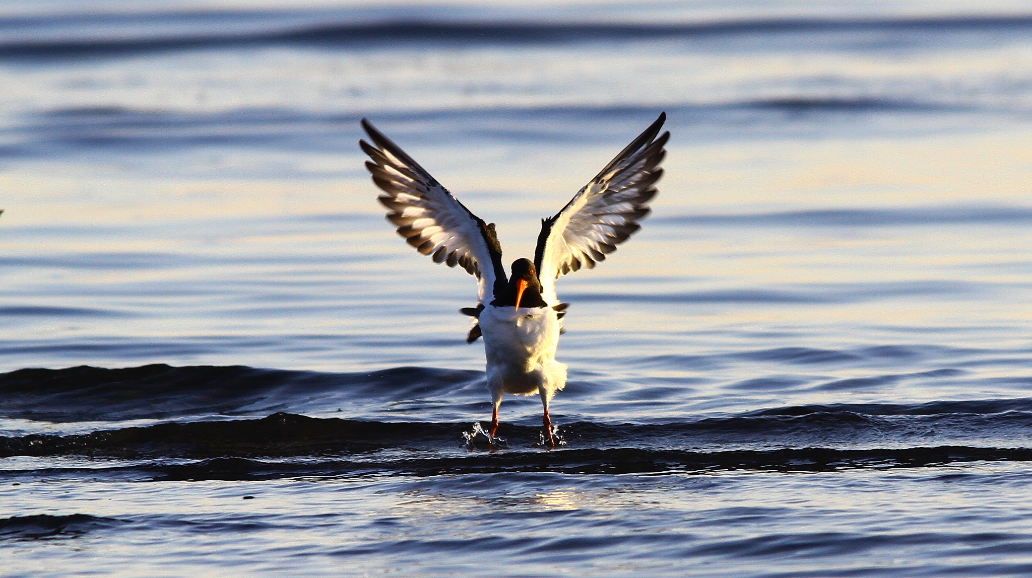 Canon EF 300mm f/2.8L + 1.4x sample photo. Self-assertion photography