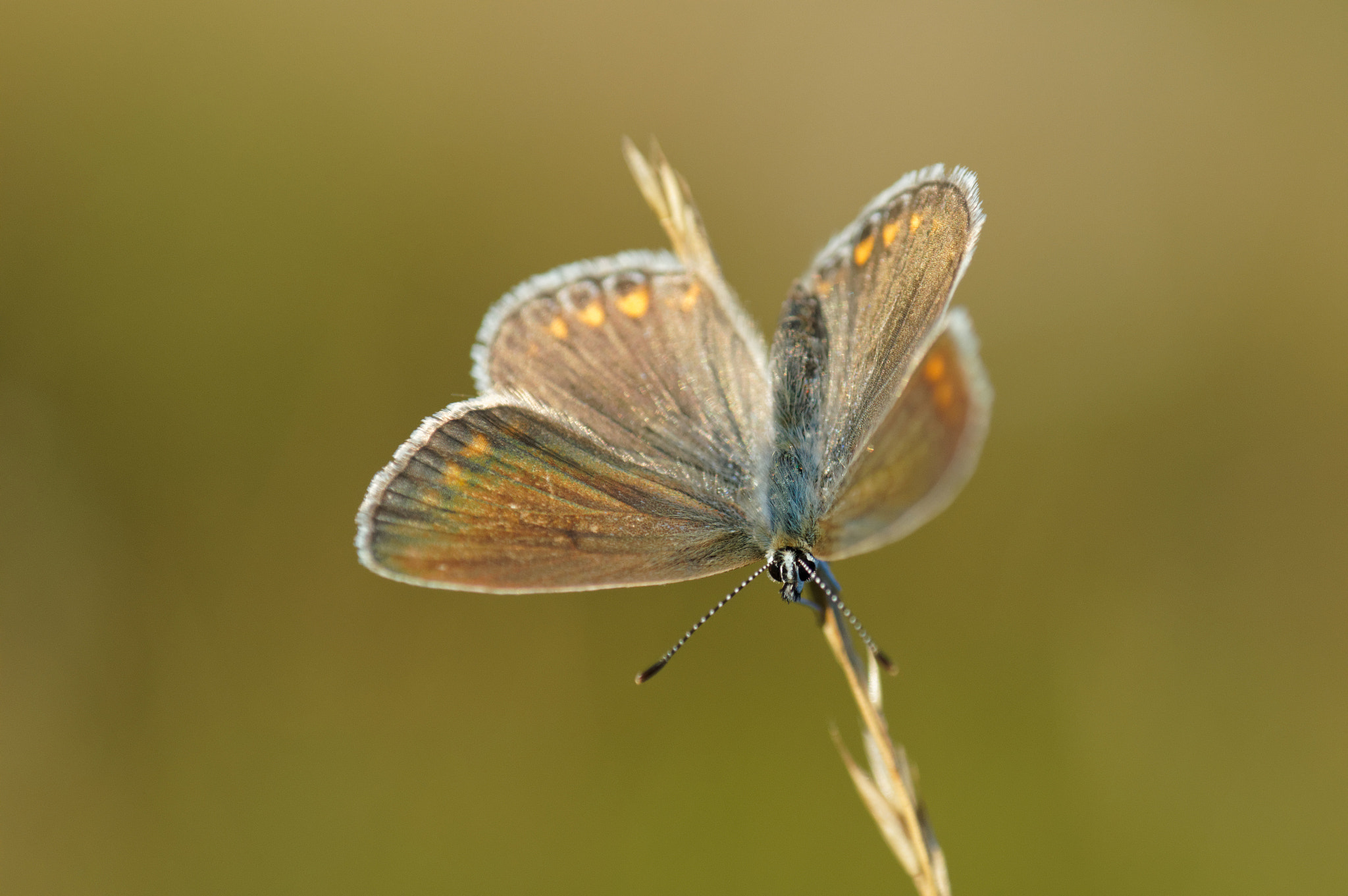 Tokina EMZ M100 AF 100mm F3.5 sample photo. Butterfly photography