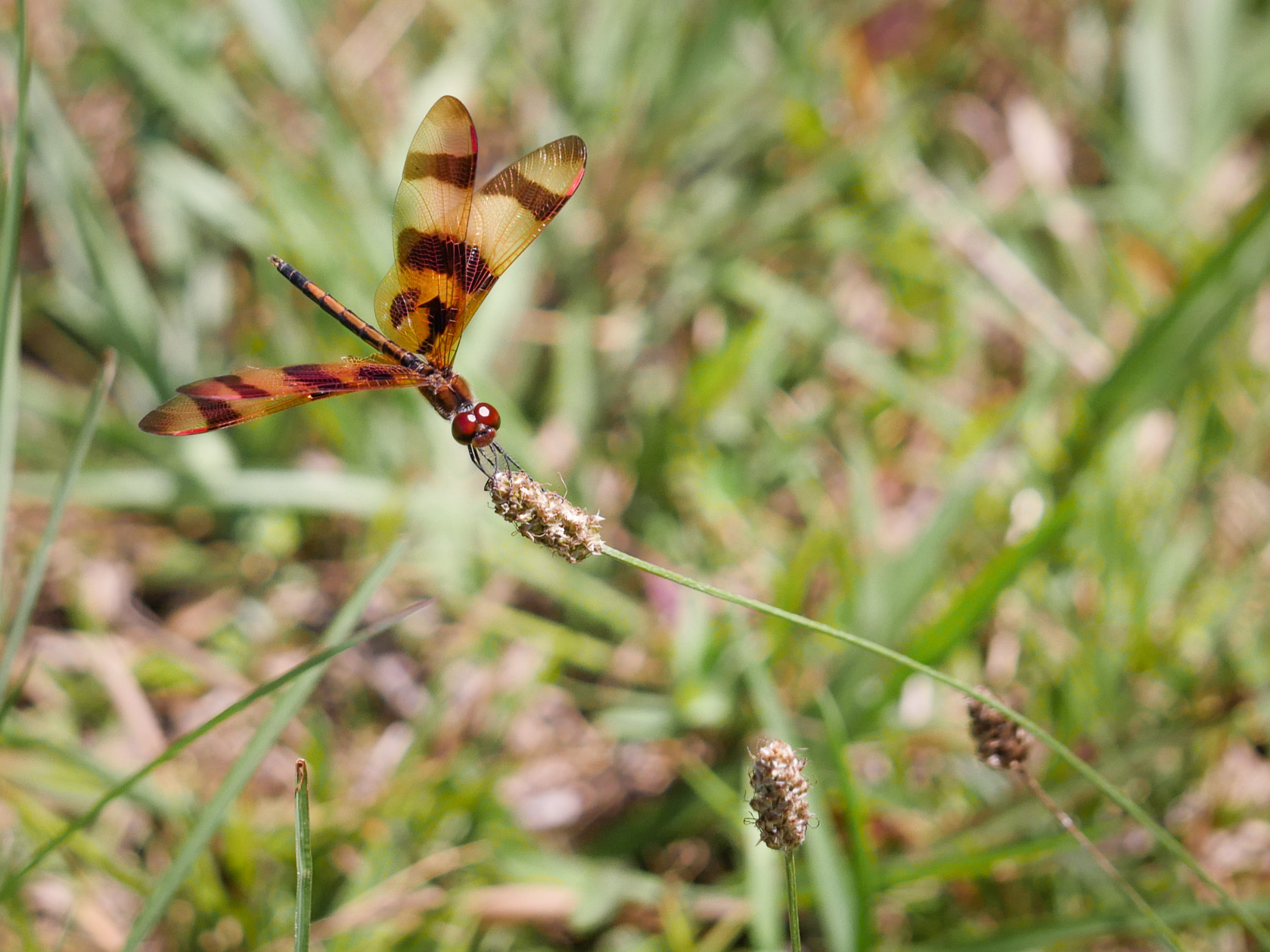 Panasonic Leica DG Macro-Elmarit 45mm F2.8 ASPH OIS sample photo. Halloween pennant (celithemis eponina) photography