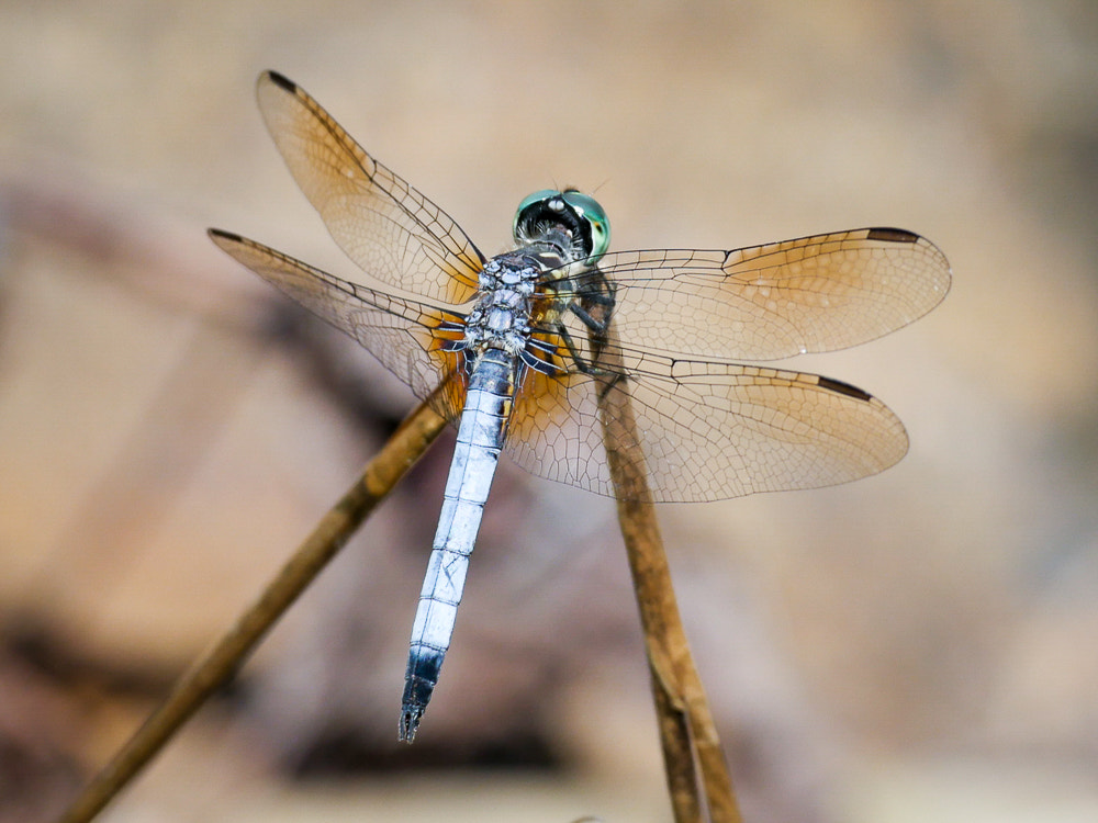 Panasonic Leica DG Macro-Elmarit 45mm F2.8 ASPH OIS sample photo. Blue dasher (pachydiplax longipennis) photography