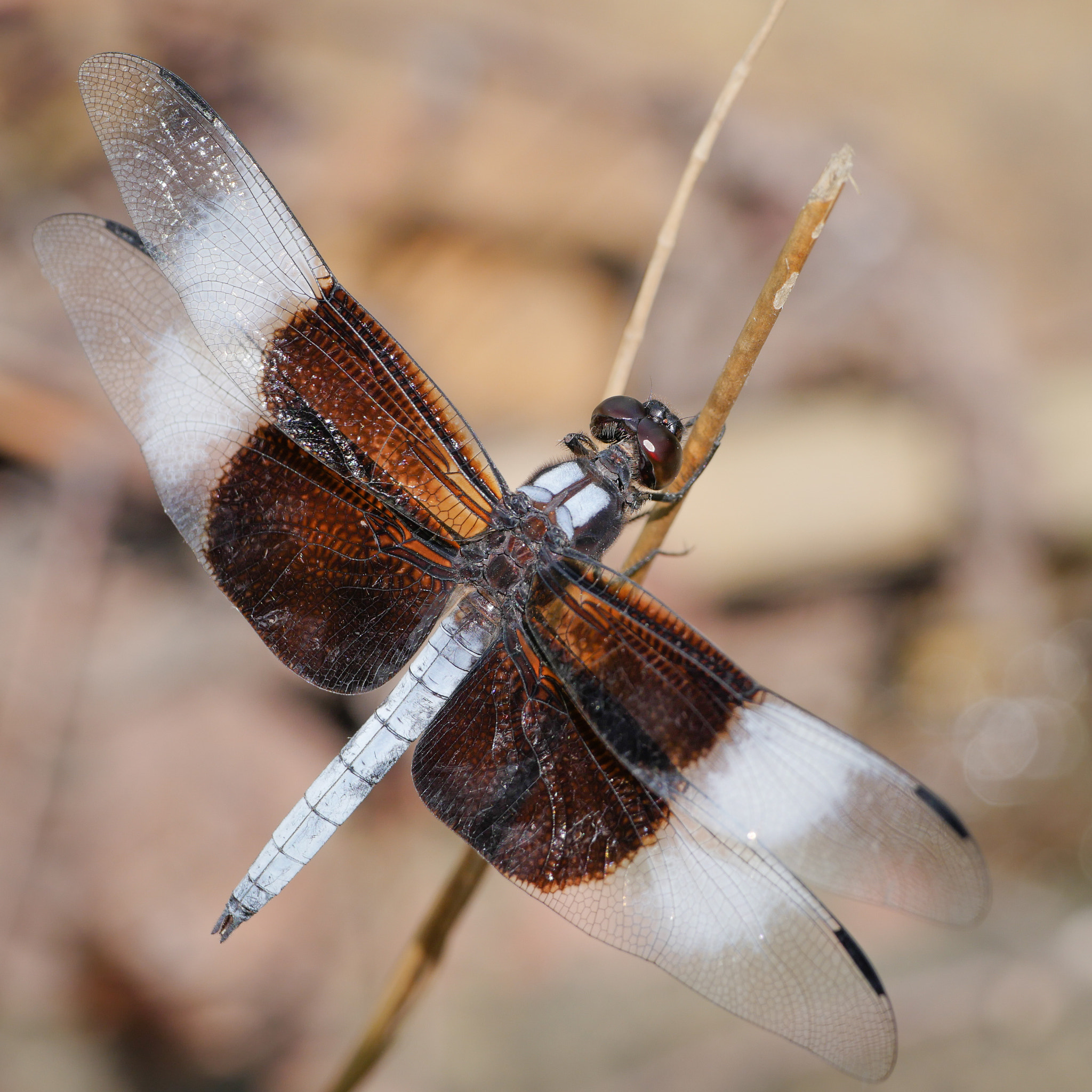 Panasonic Leica DG Macro-Elmarit 45mm F2.8 ASPH OIS sample photo. Widow skimmer (libellula luctuosa) photography