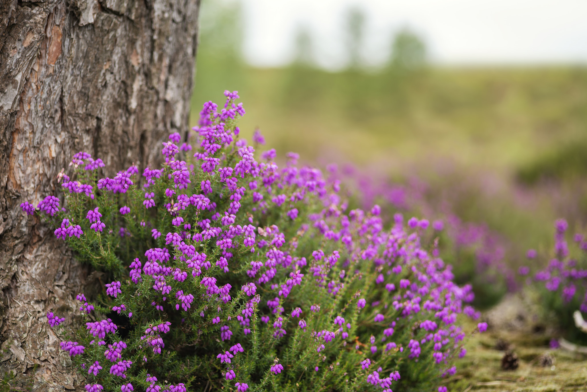 Nikon D800 + Sigma 105mm F2.8 EX DG Macro sample photo. Vibrant landscape image of heather erica in forest with shallow photography