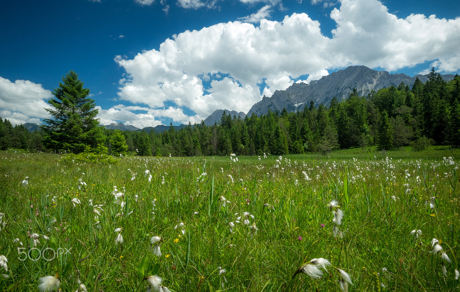 Olympus Zuiko Digital ED 9-18mm F4.0-5.6 sample photo. White cottongrass photography