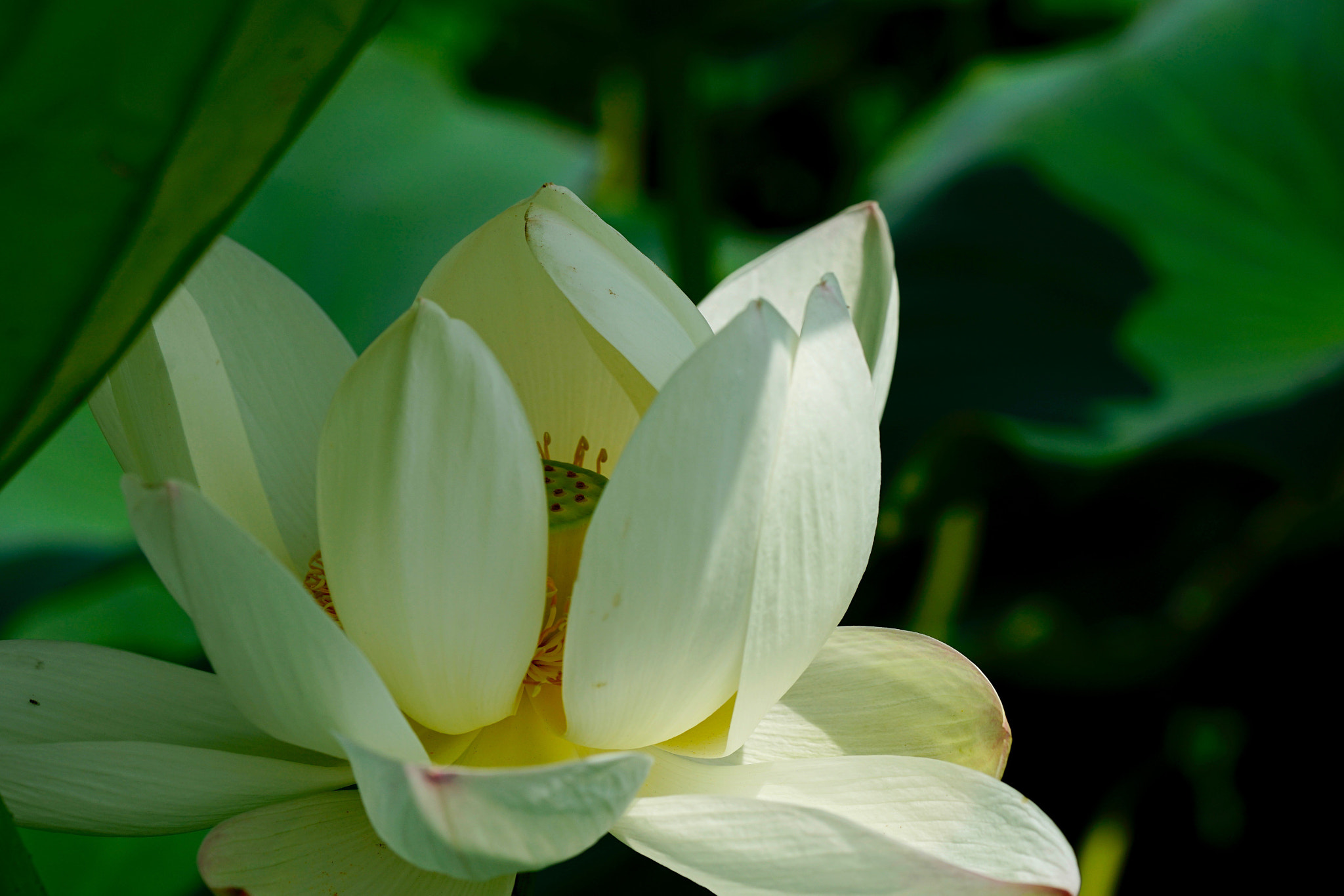Sony a7 II + Sony FE 90mm F2.8 Macro G OSS sample photo. 白莲 photography